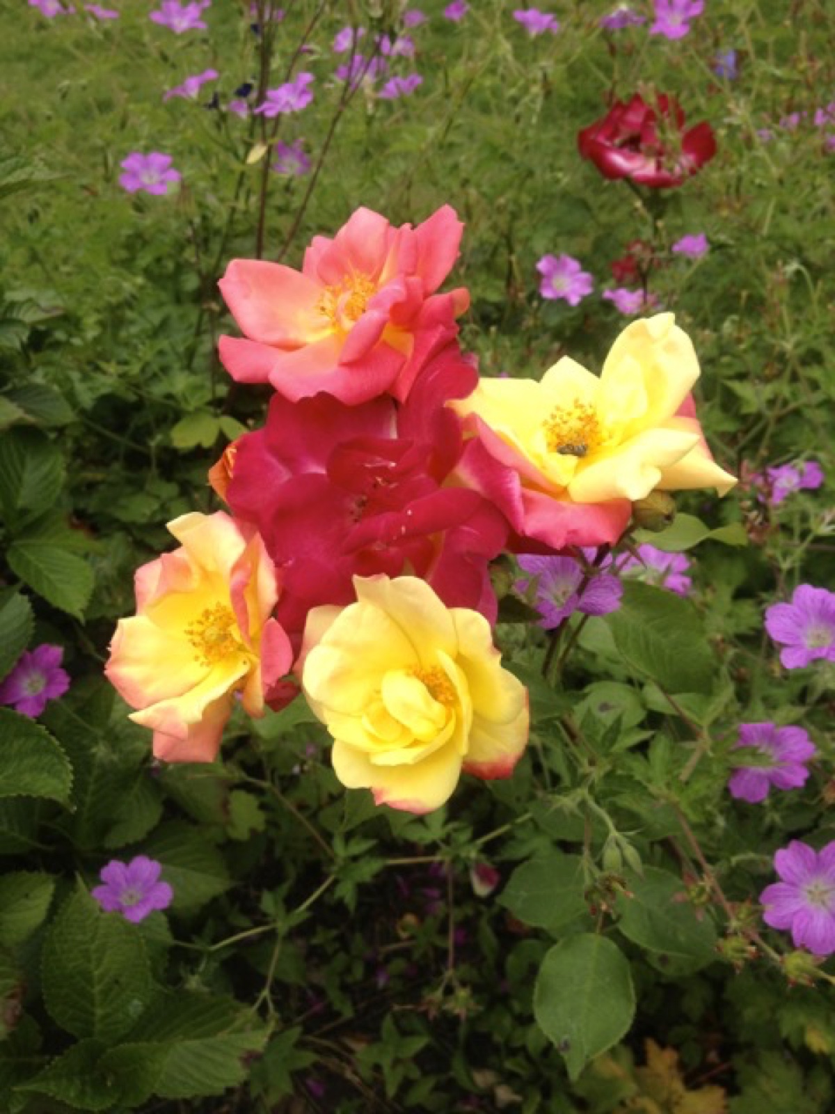 tutti fruiti rose