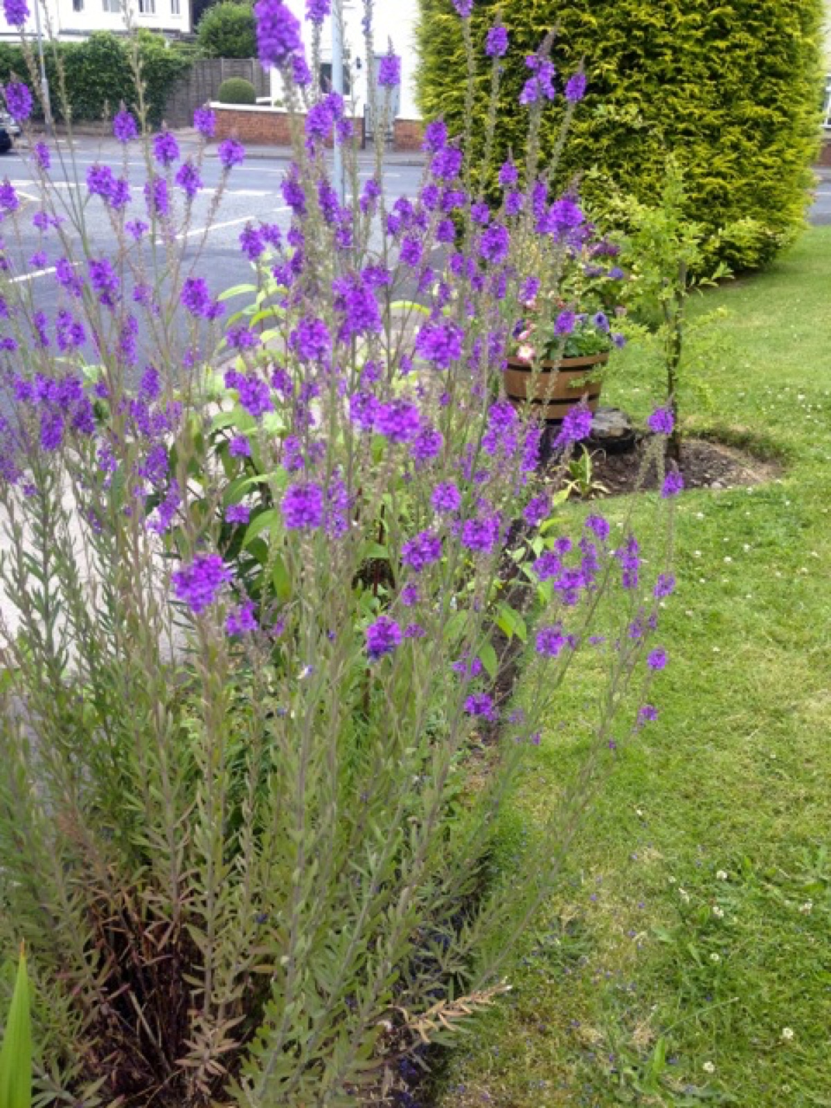 weed pretty