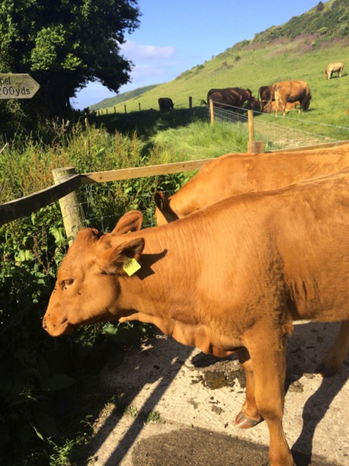welcomers to the coastal path