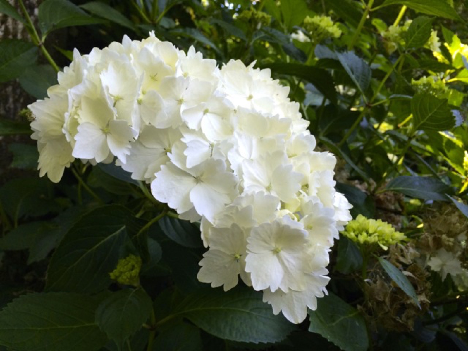 white rodendendum