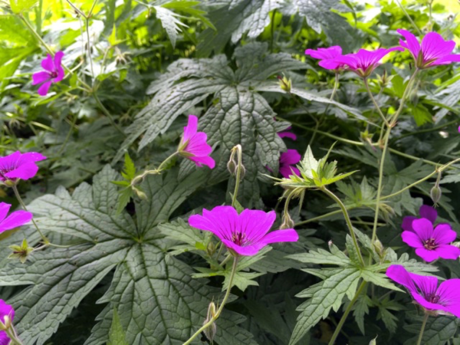 wild geranium II
