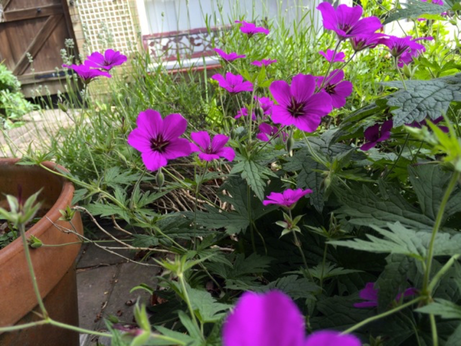 wild geranium