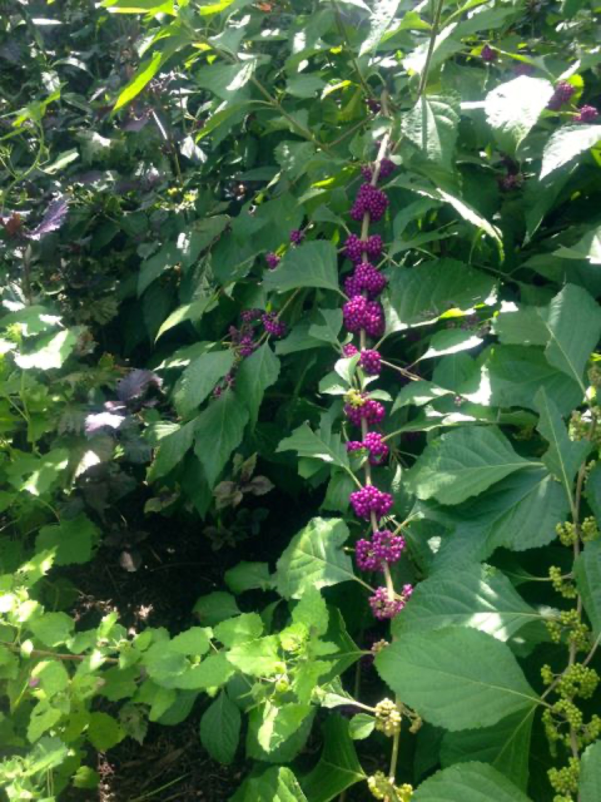 american beauty berry II
