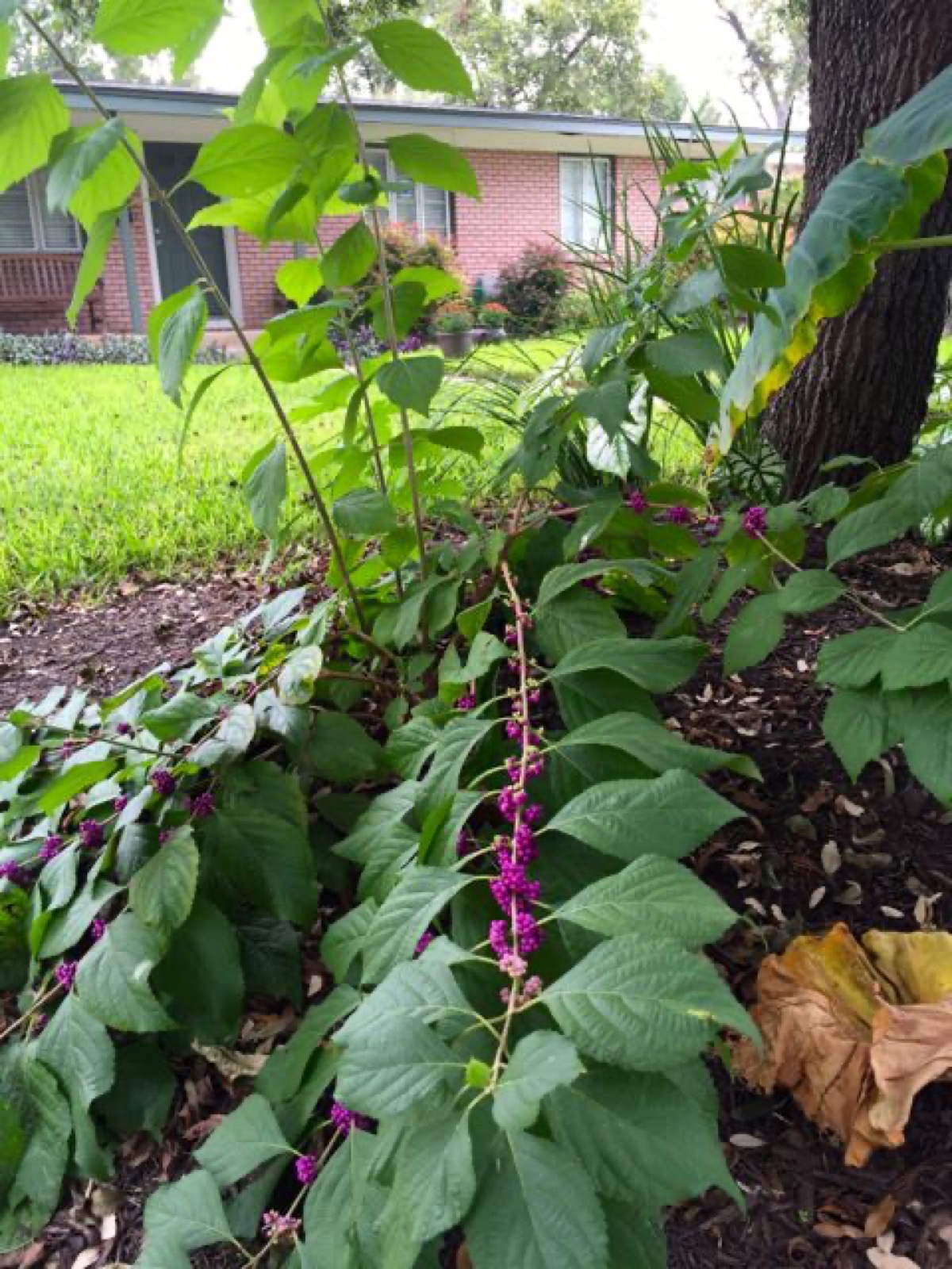 american beauty berry