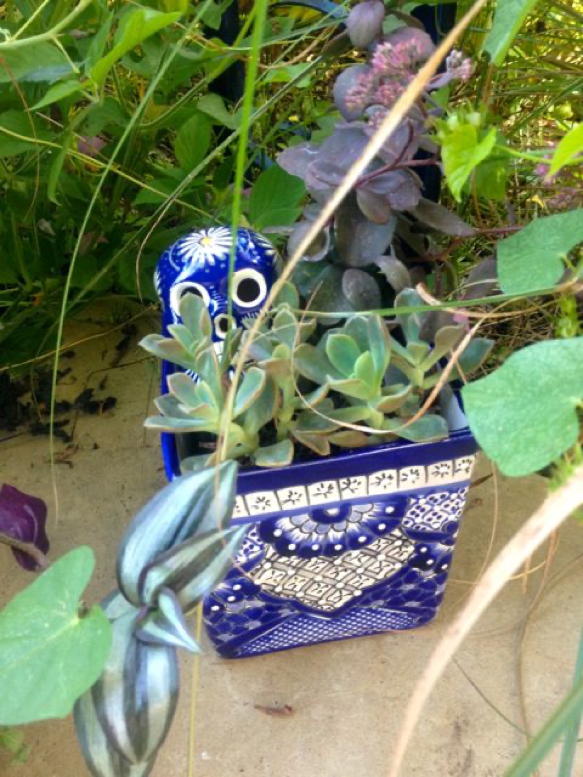 blue pot skull