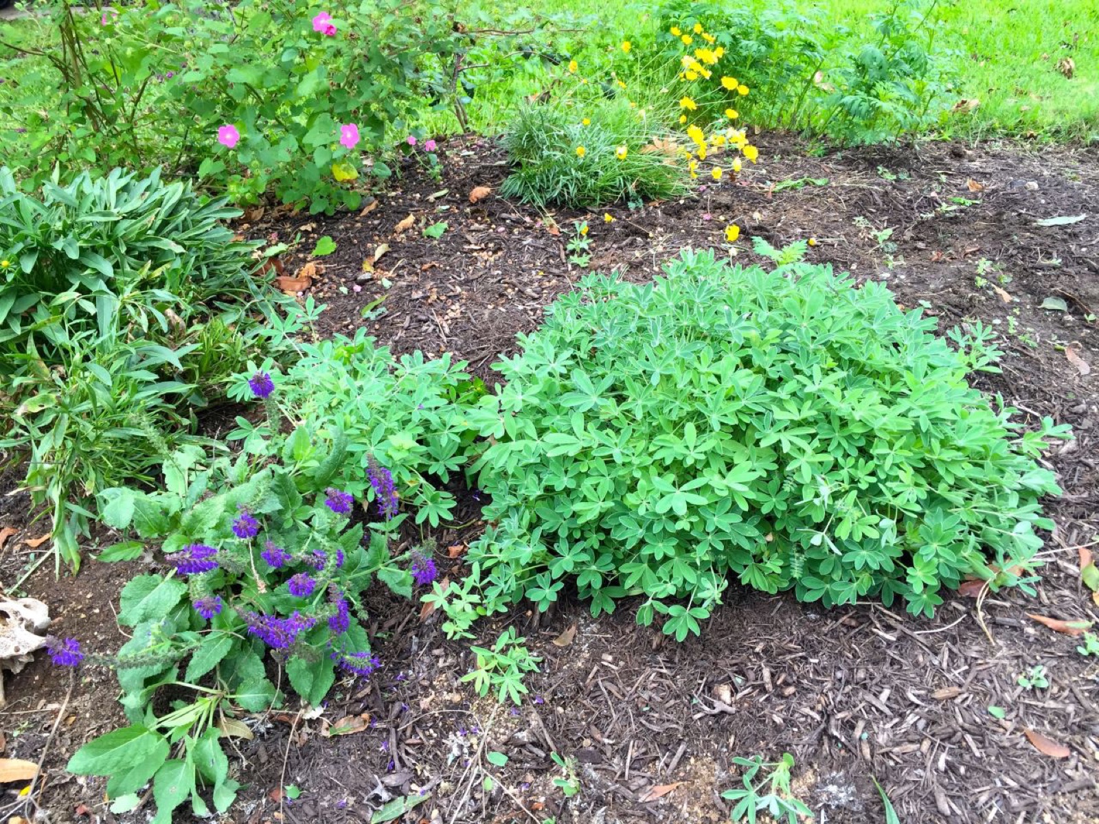 Bluebonnet leaves
