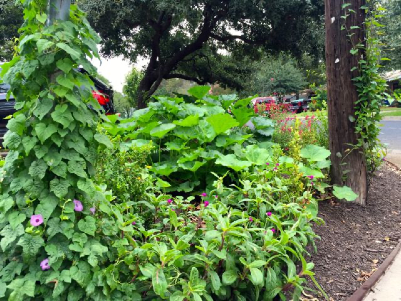 corner vines