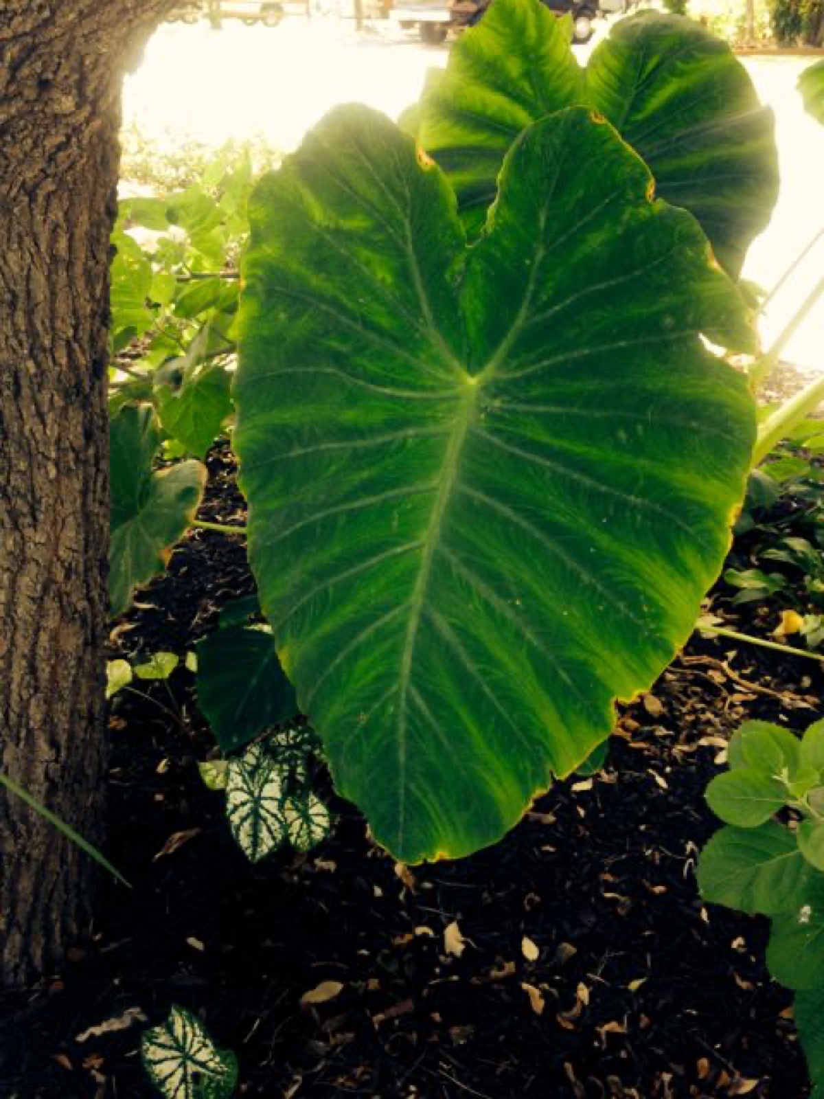 elephant ear