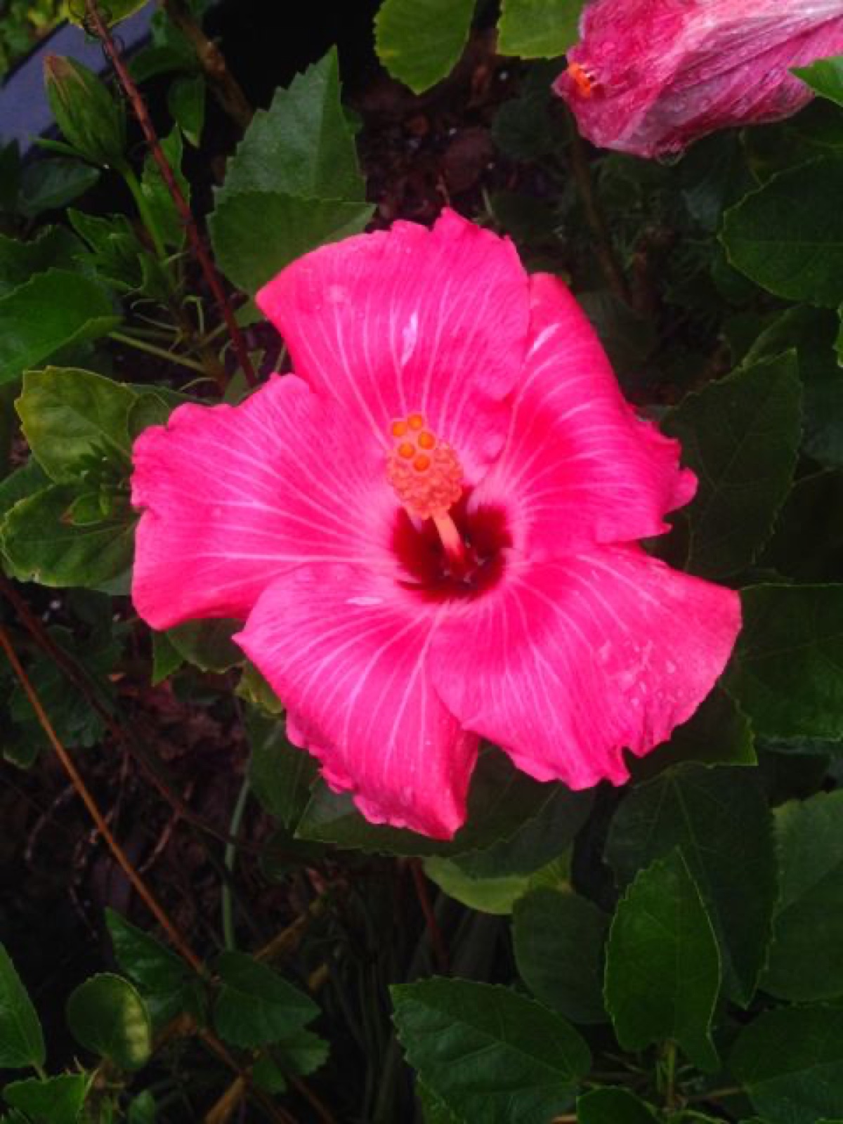 hibiscus 1