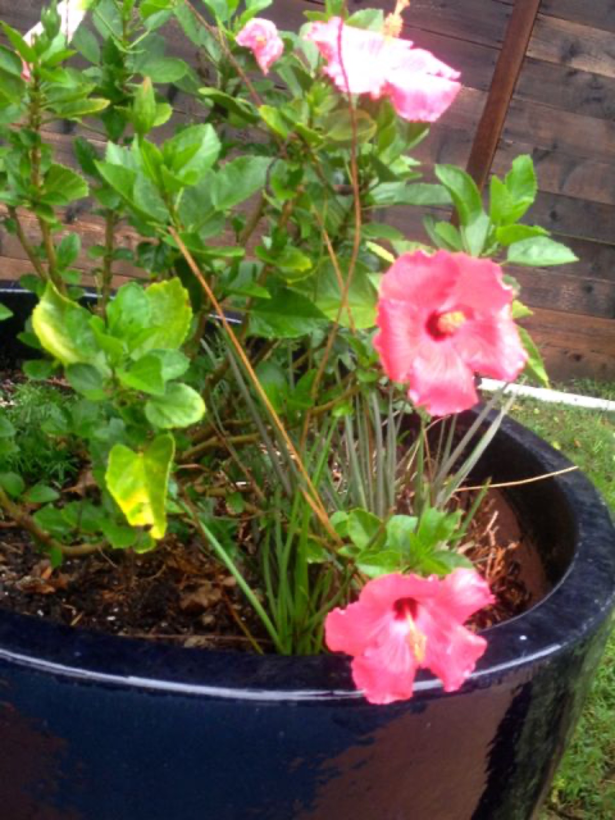 hibiscus iV