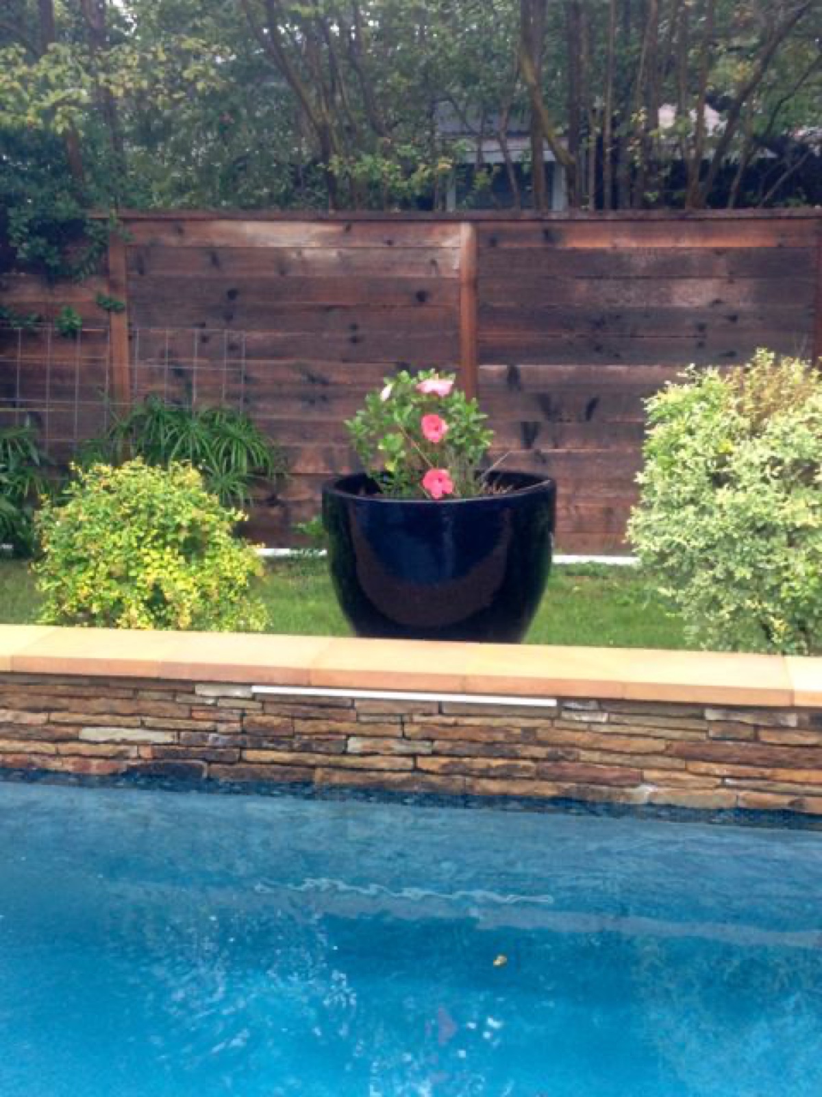 hibiscus pot pool