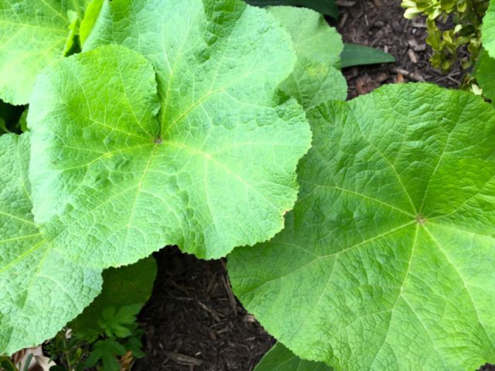 hollyhock regen close up