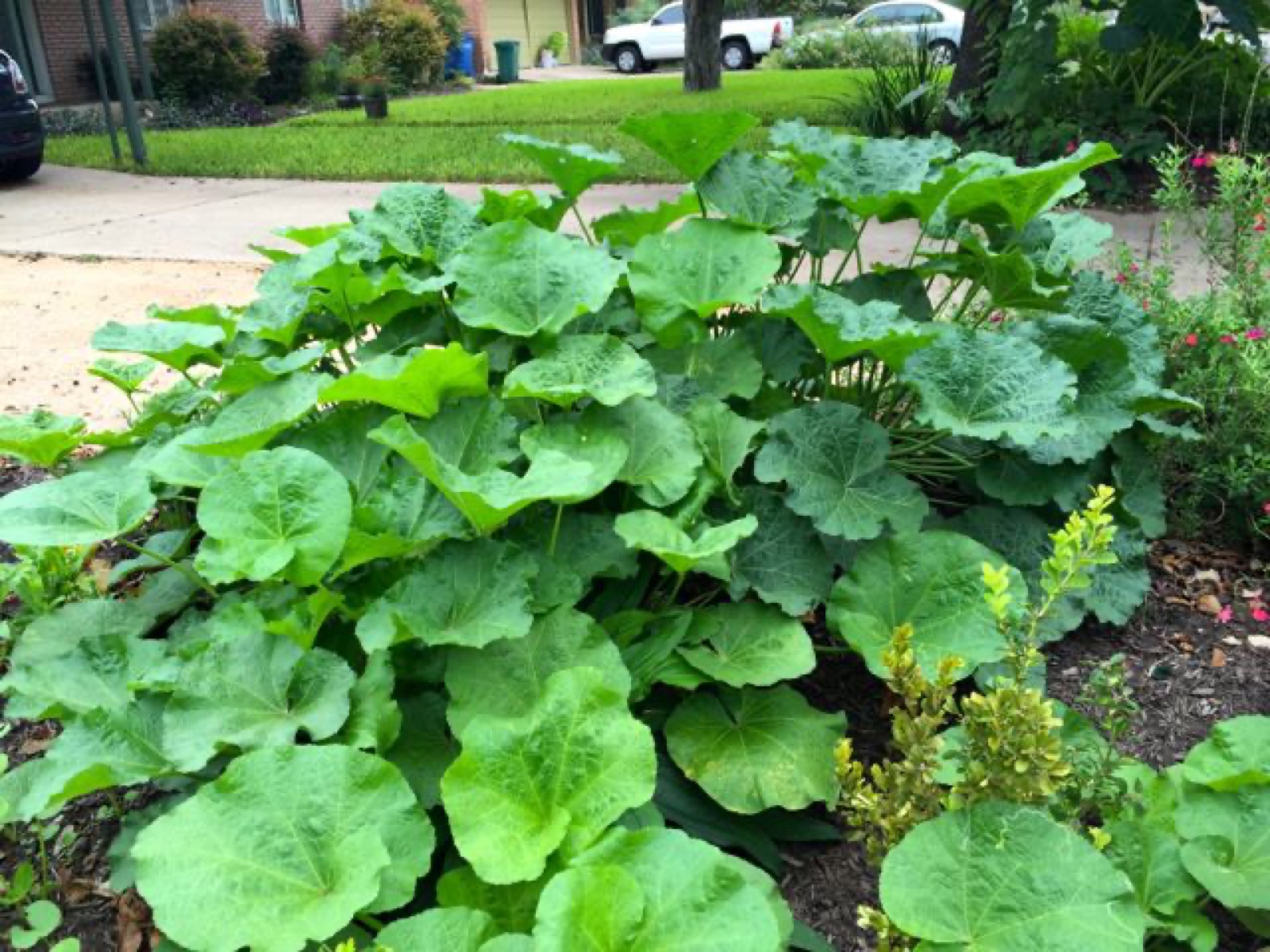 hollyhock regeneration