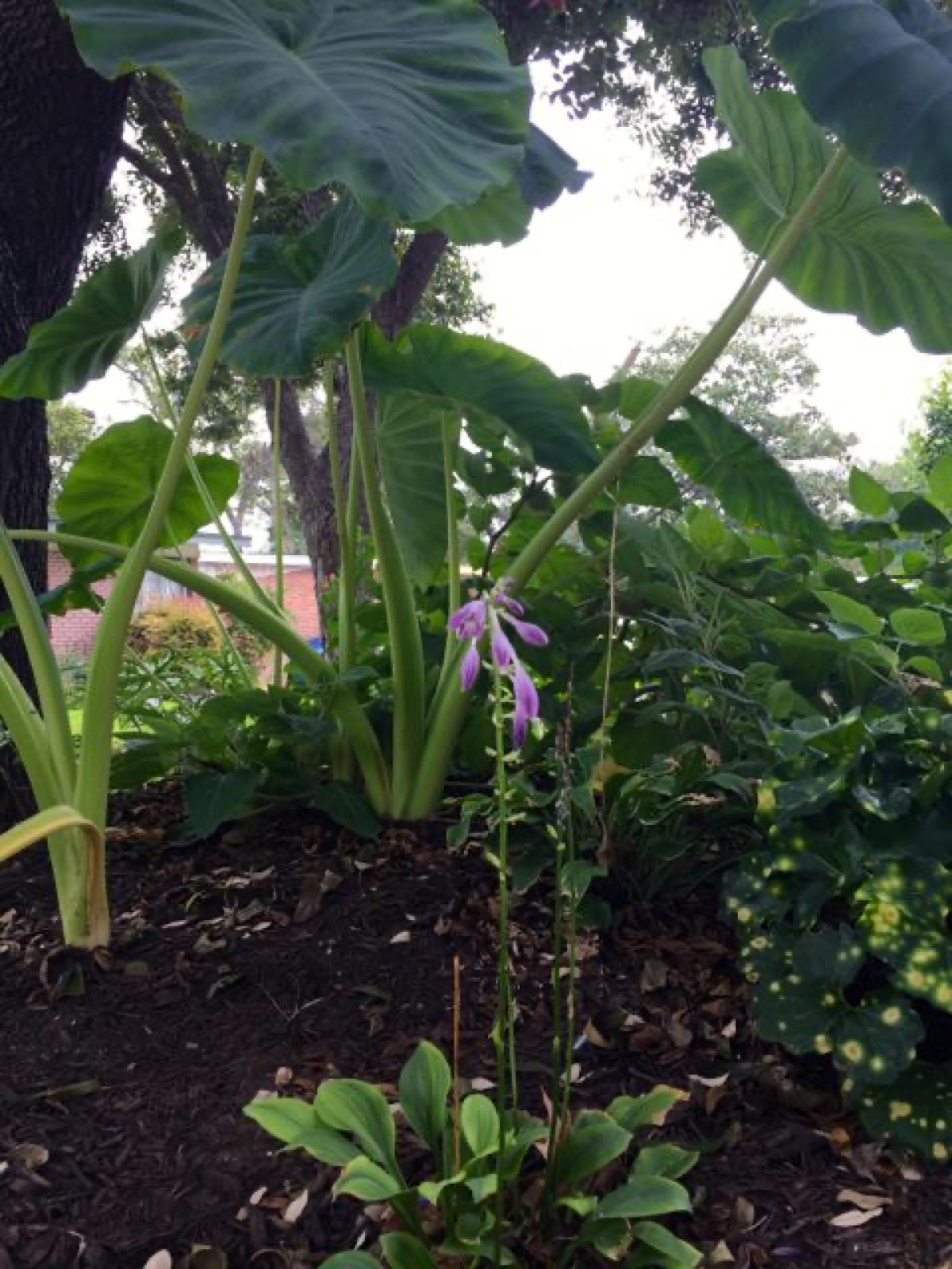 hosta purple