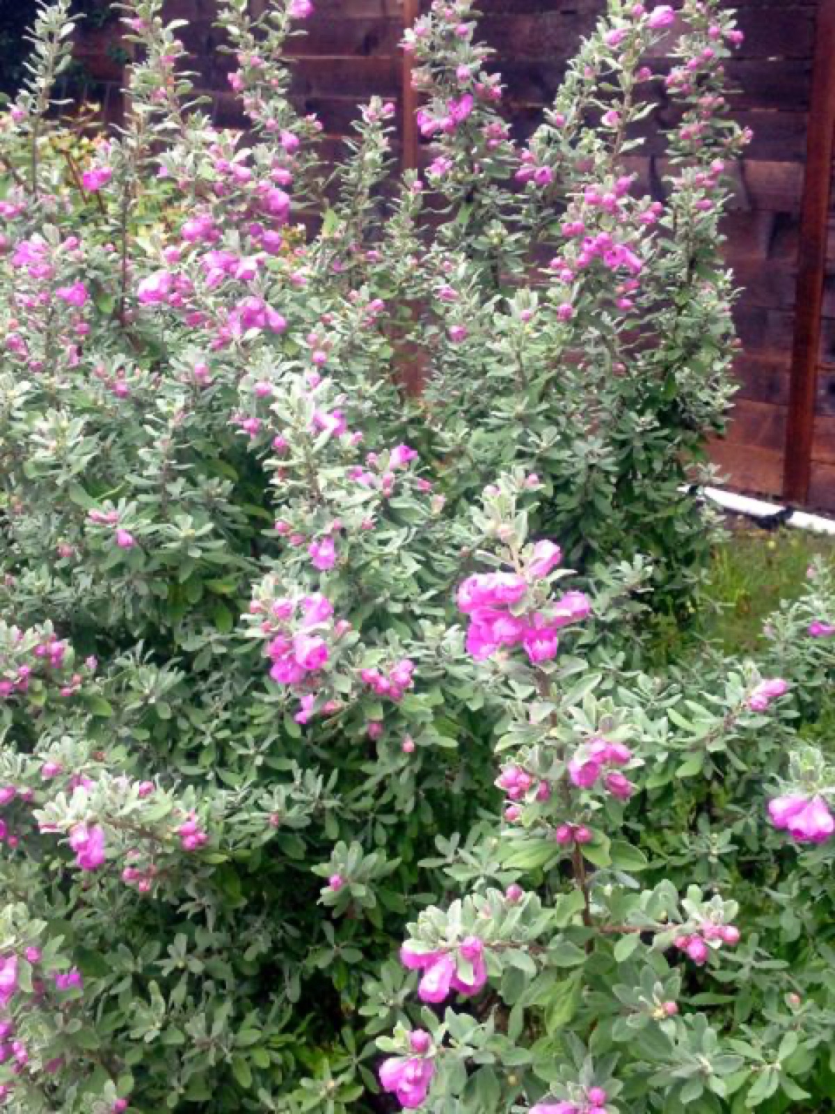 mexican sage I