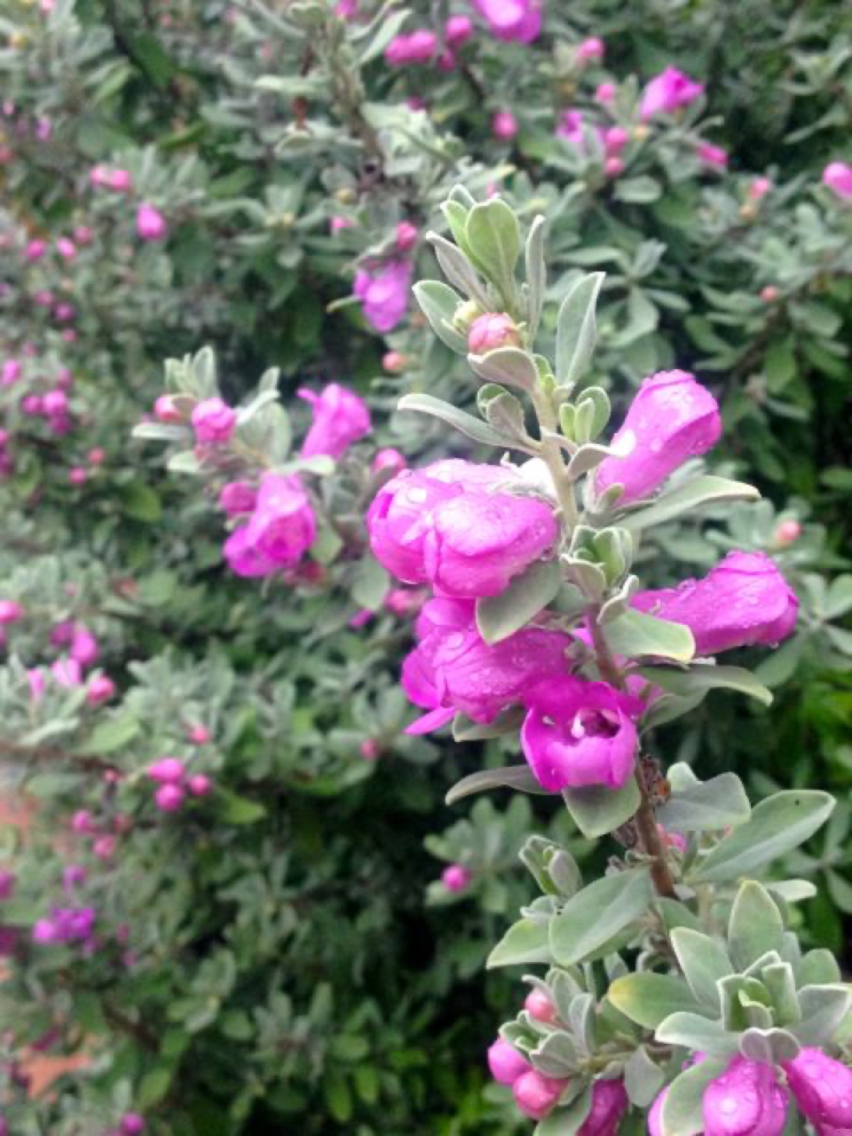 mexican sage II