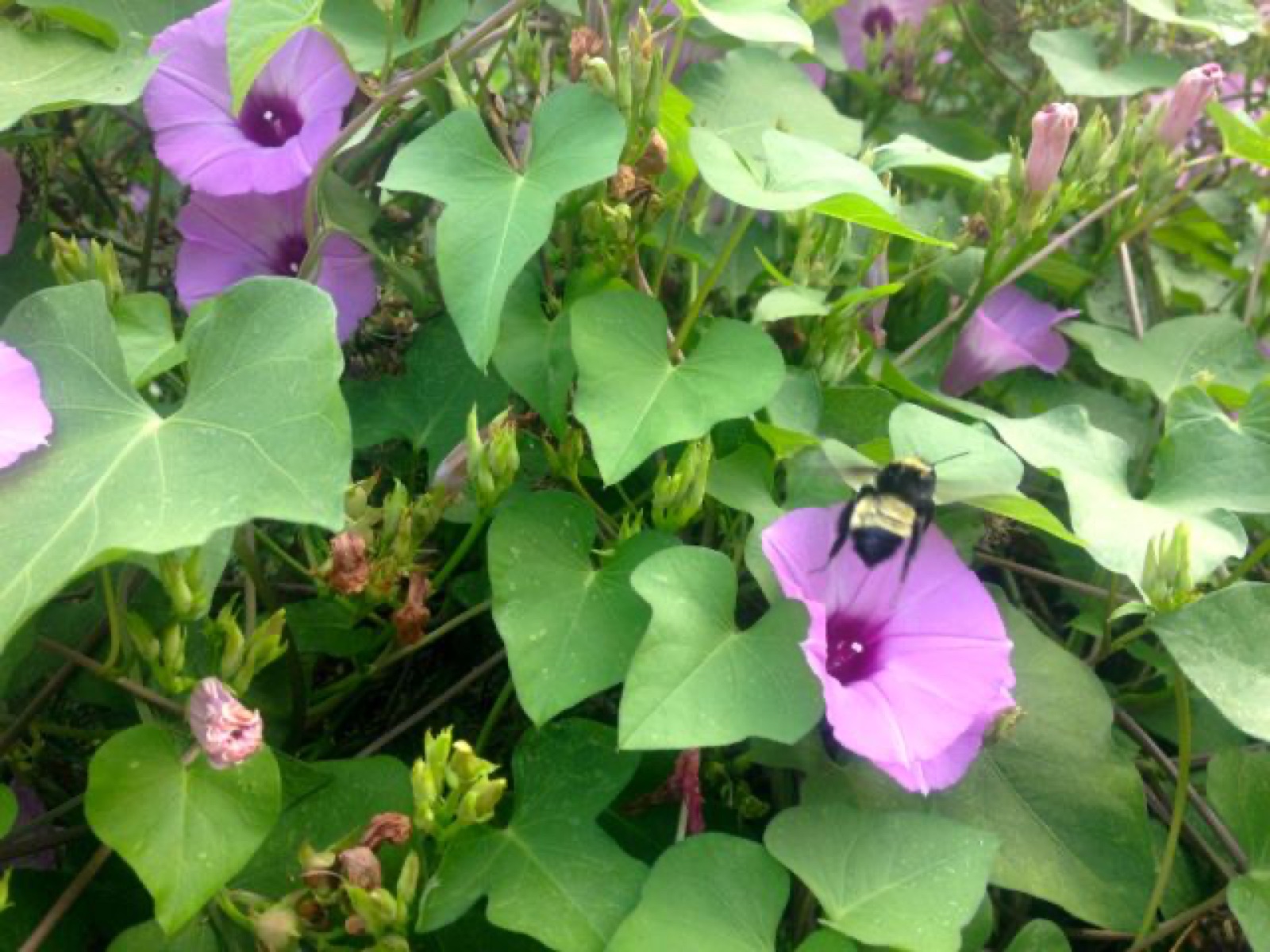 morning glory bumble bee