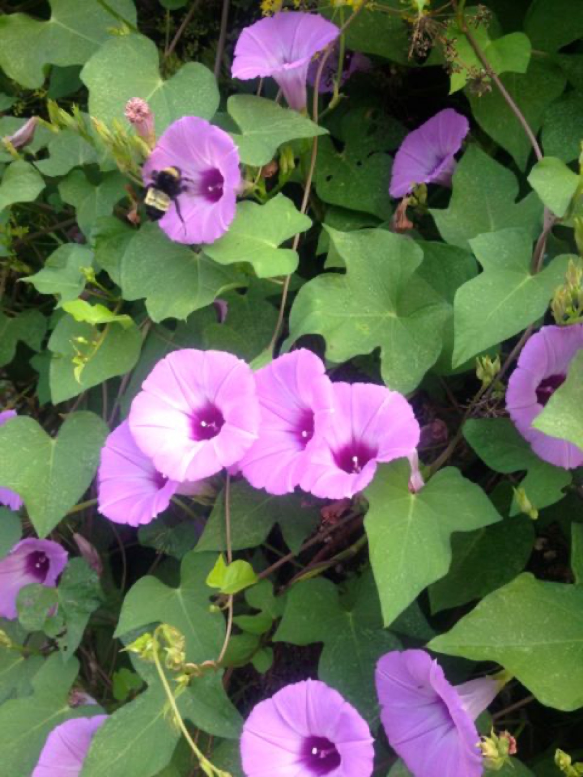 morning glory I