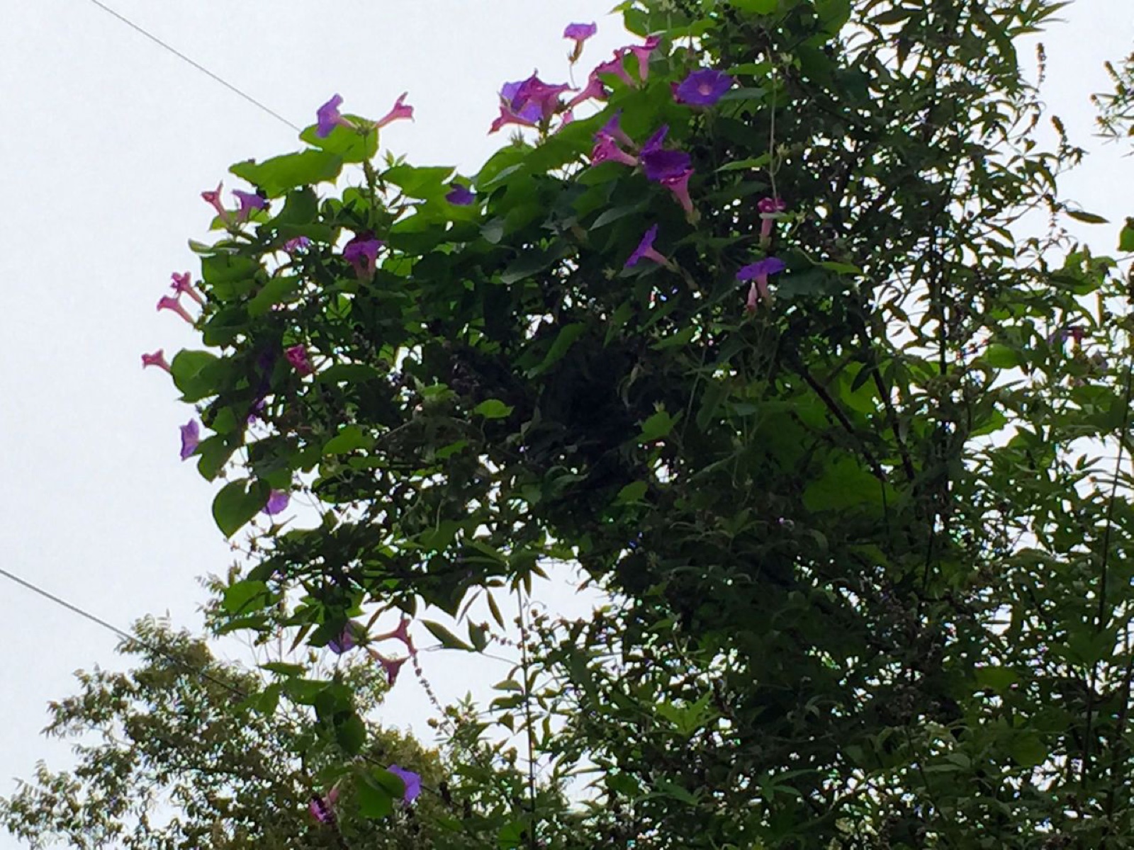 Morning Glory Tree top