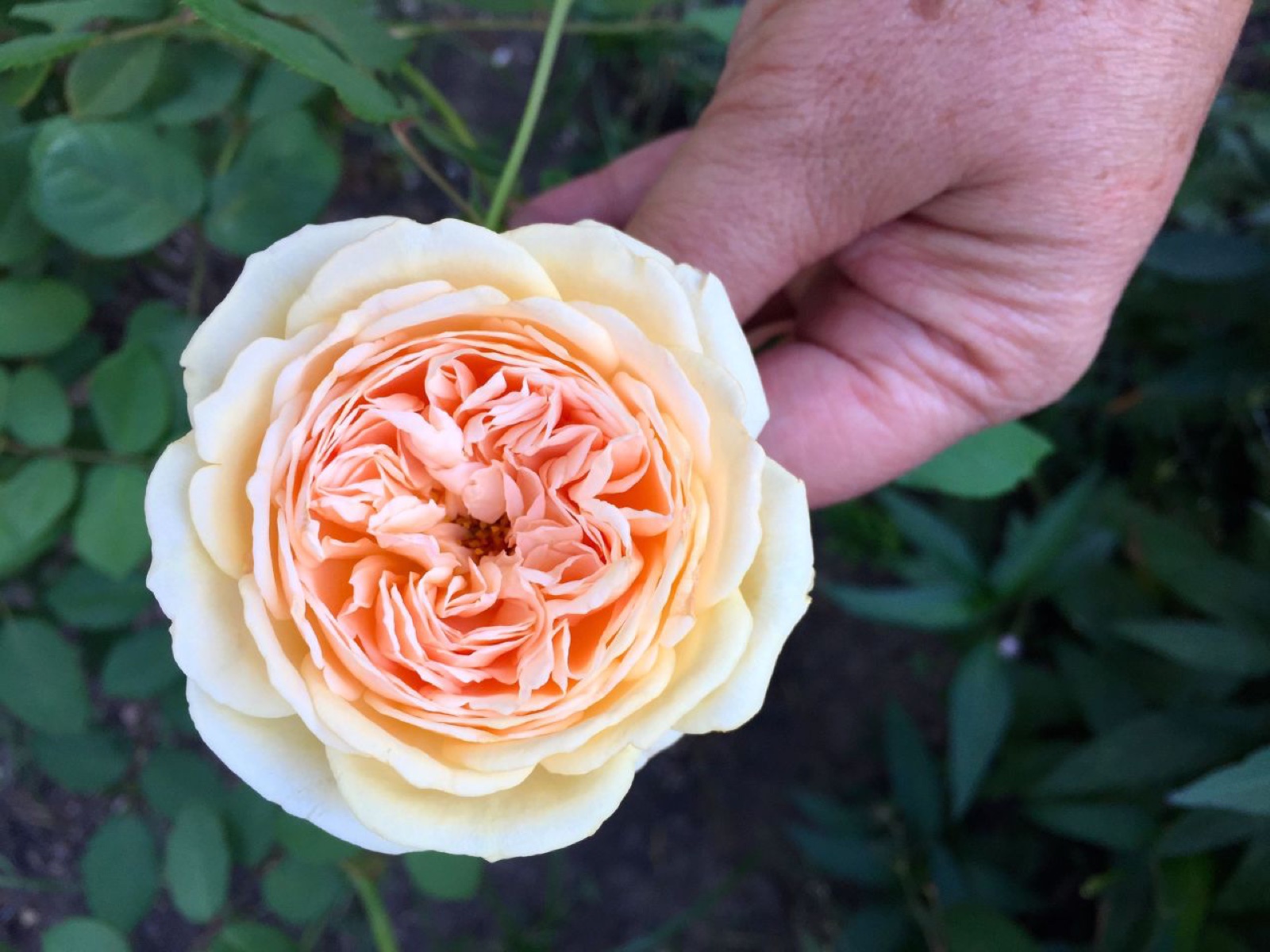 Mystery DA Rose I