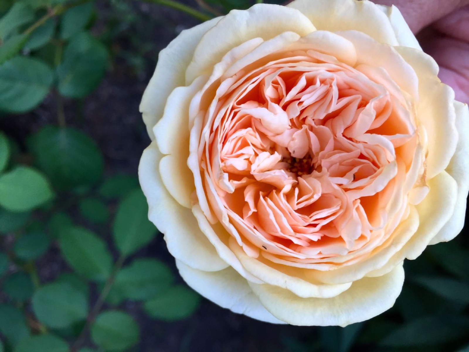 Mystery DA Rose II
