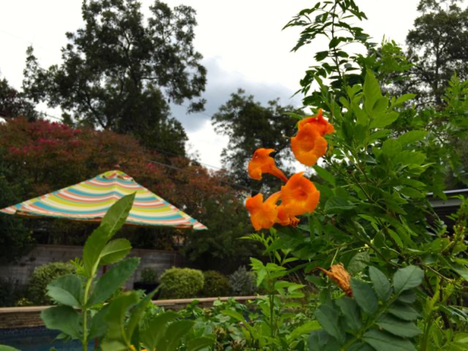 orange esperanza