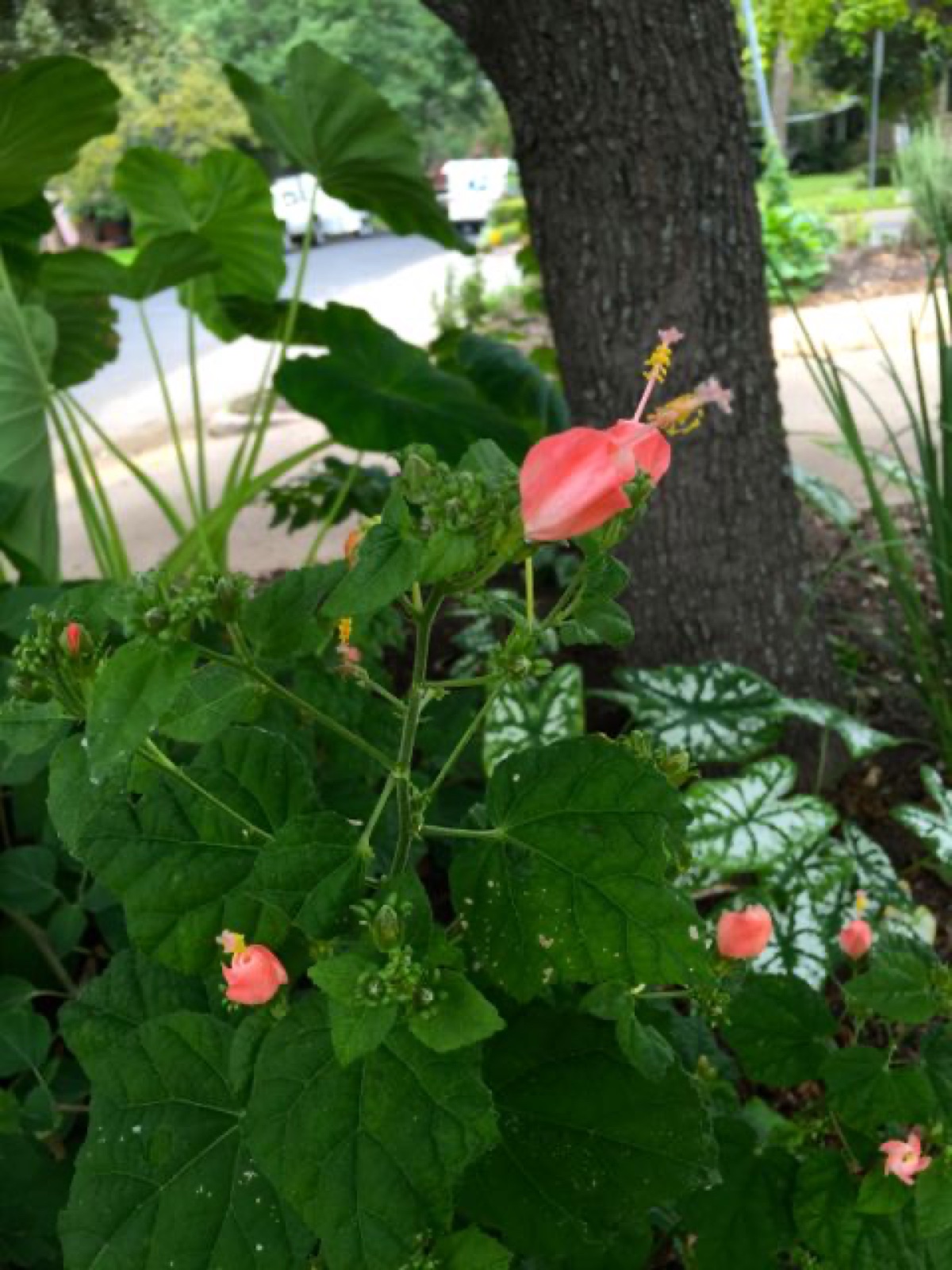 pink turks cap