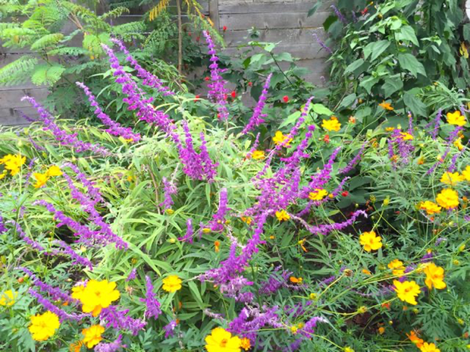purple sage cosmos