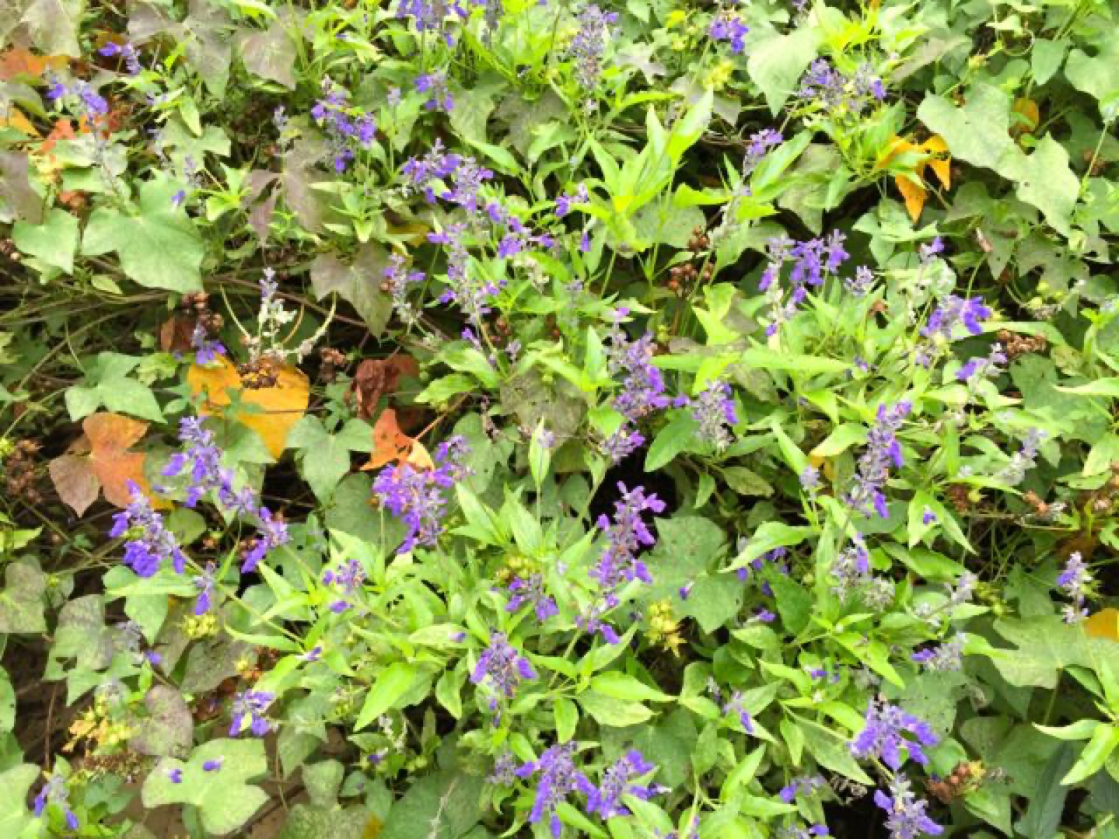 purple salvia