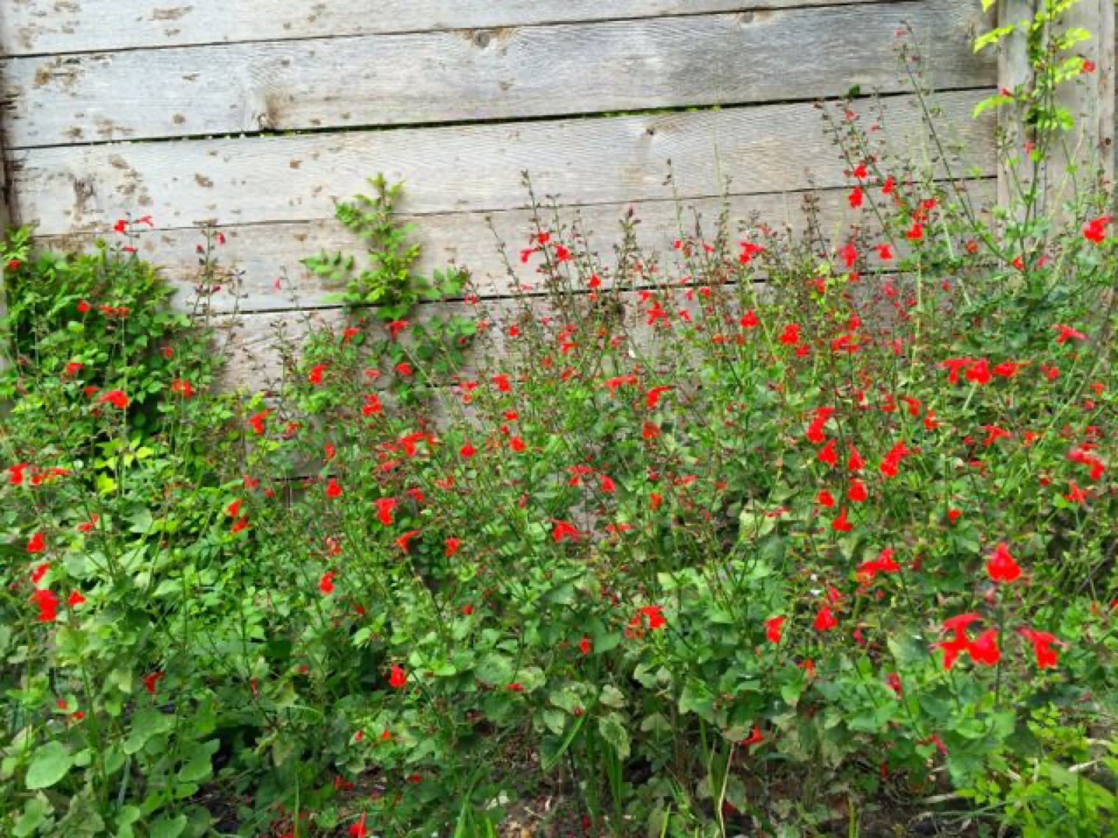 red salvia