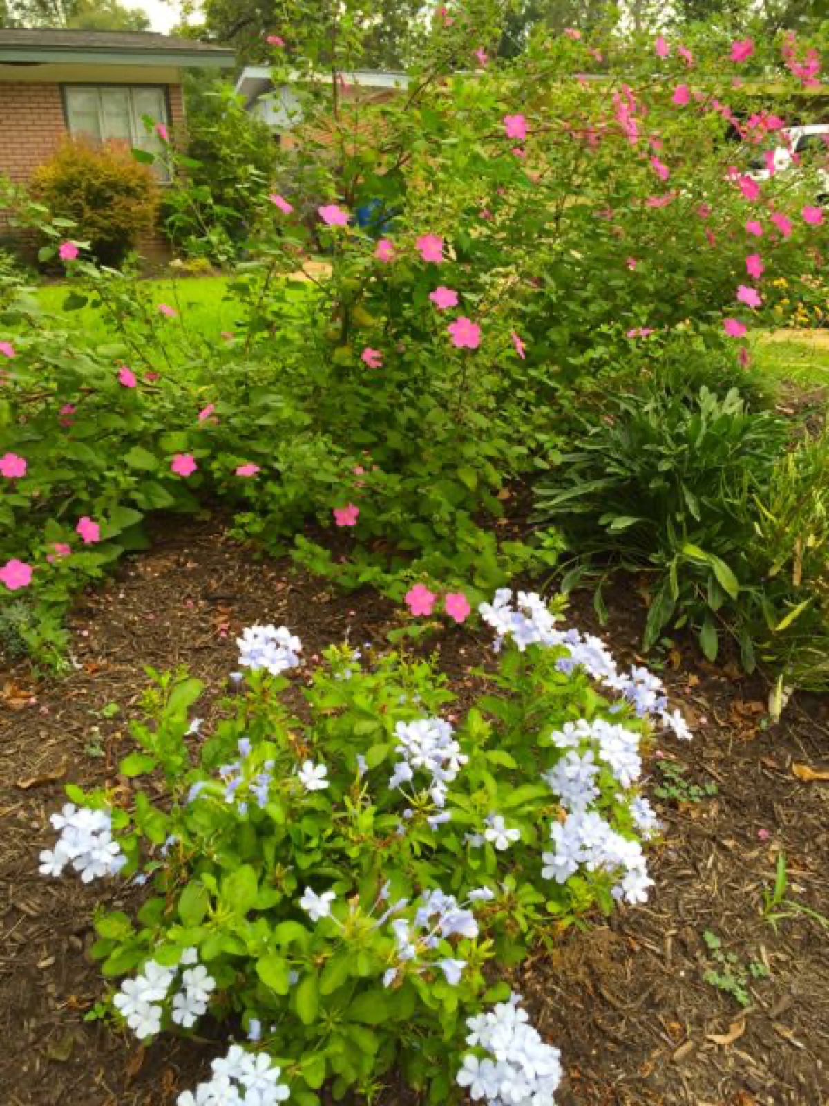 rock rose plumbago transplants
