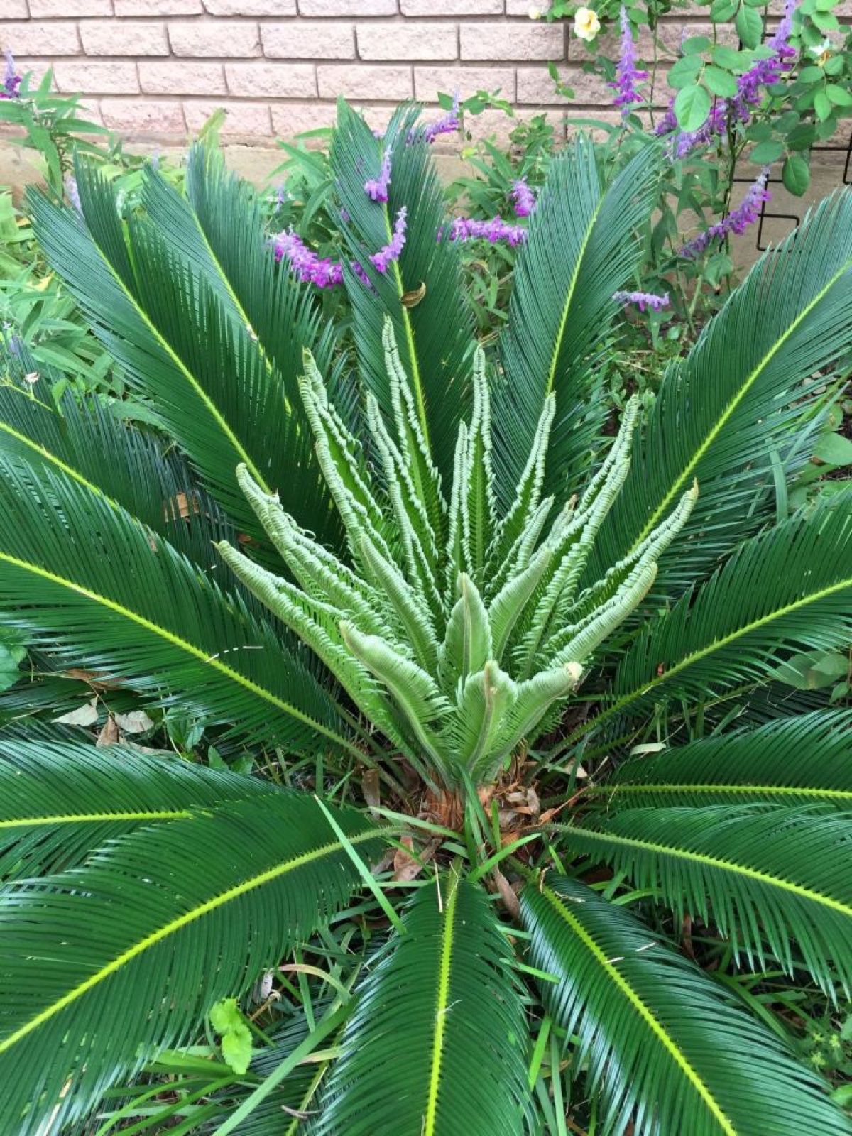 Sago Palm full