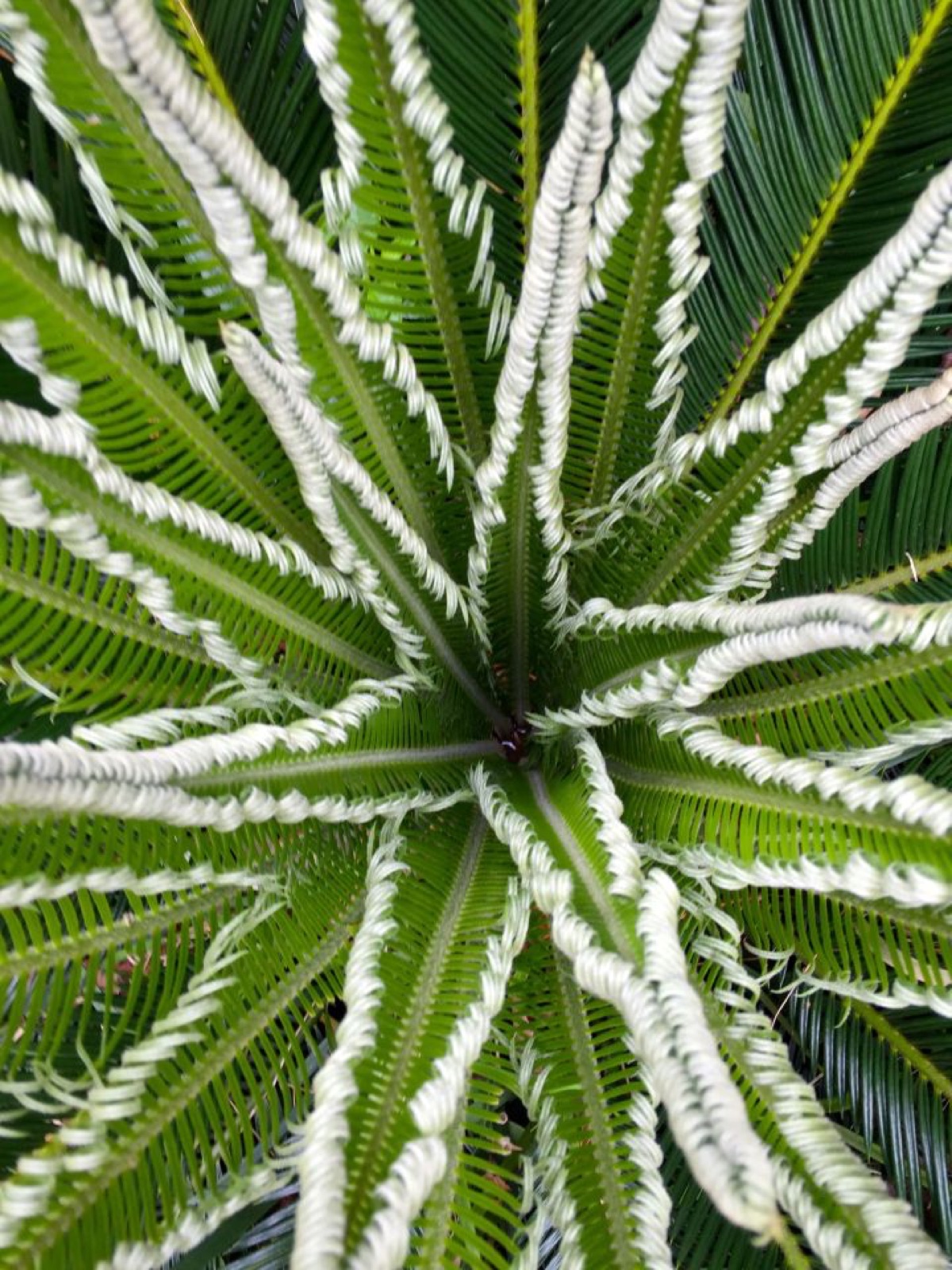 Sago Palm star