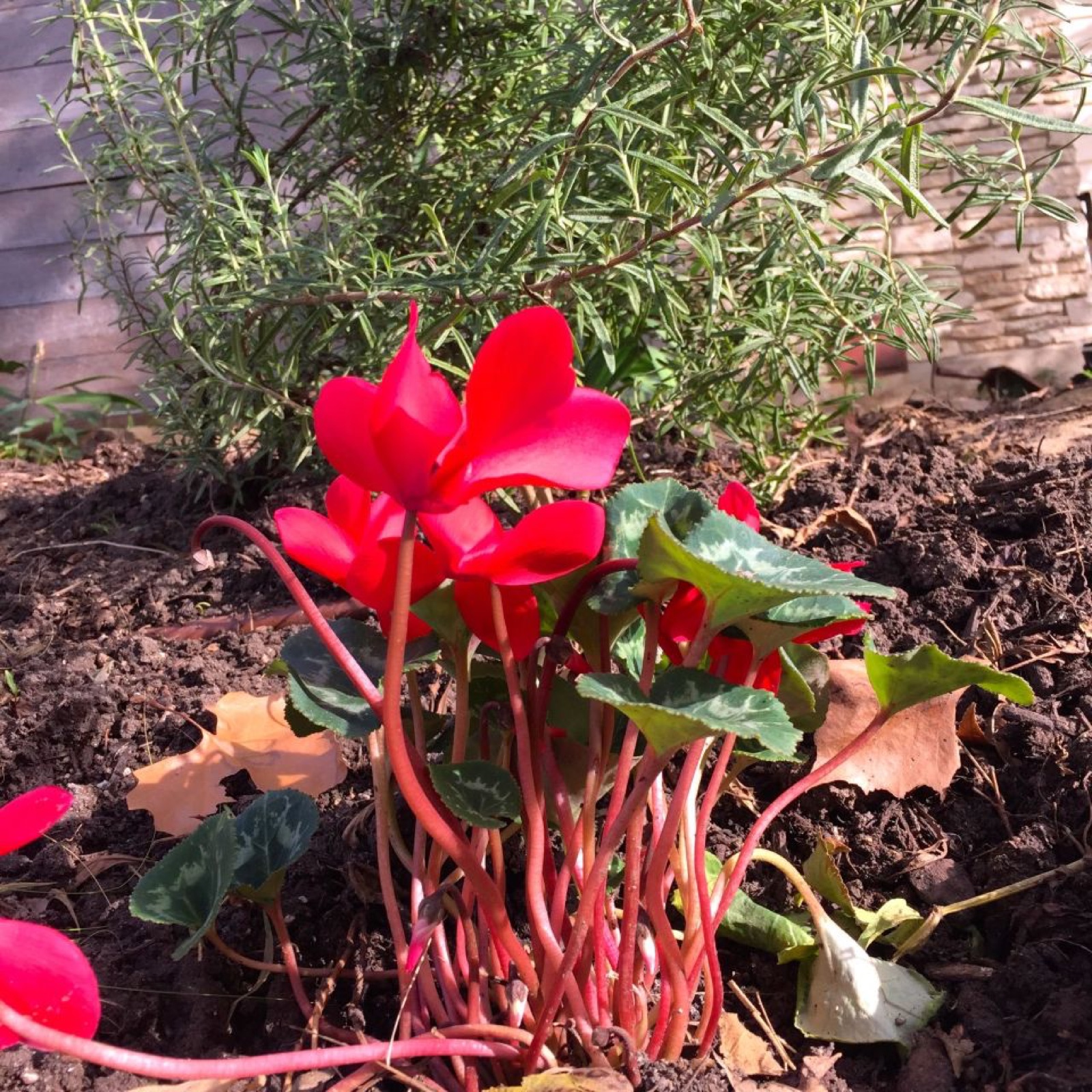 Cyclamen rhubarb