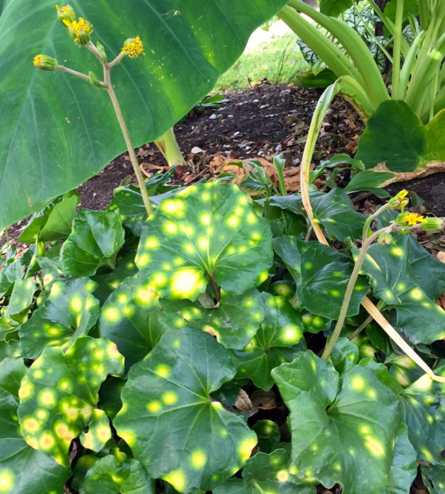 Leopard Plant spots and bloom