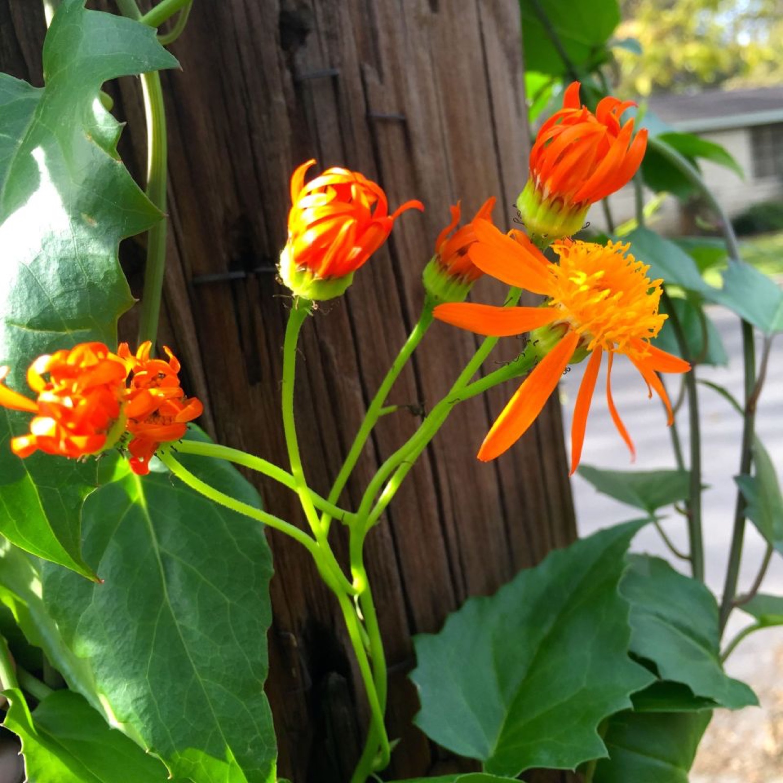 Mexican Flame Vine I
