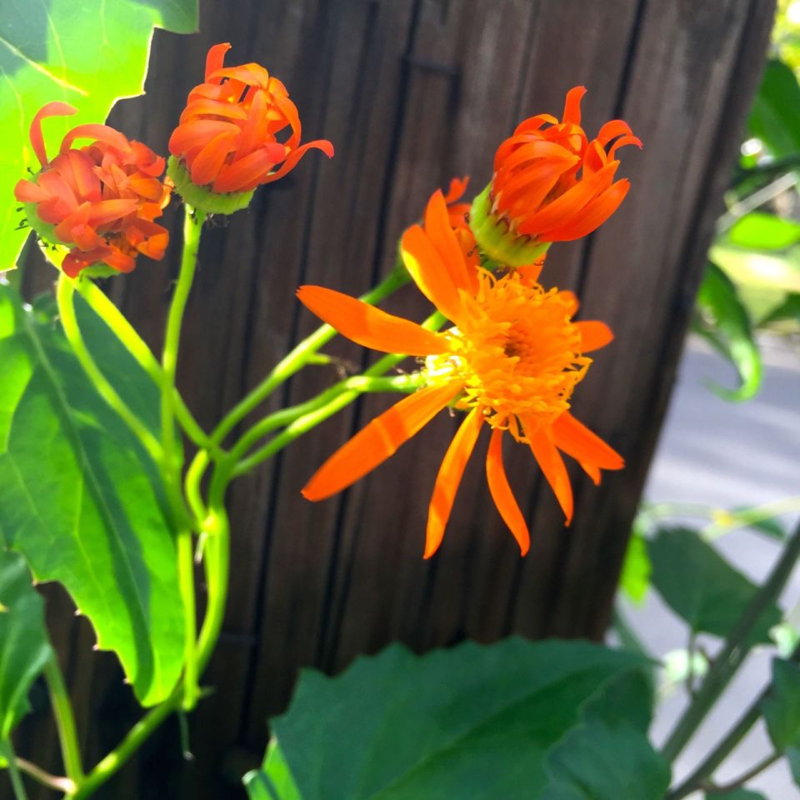 Mexican Flame Vine II
