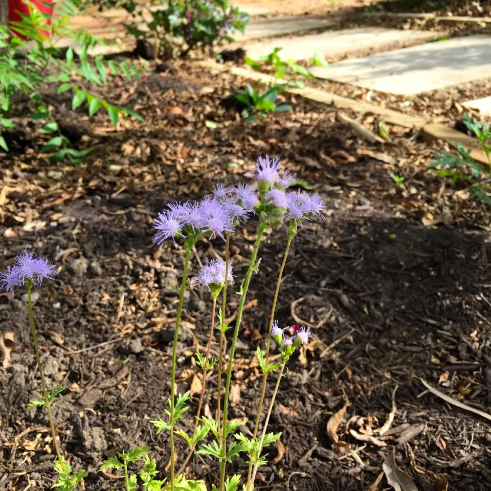 Mistflower