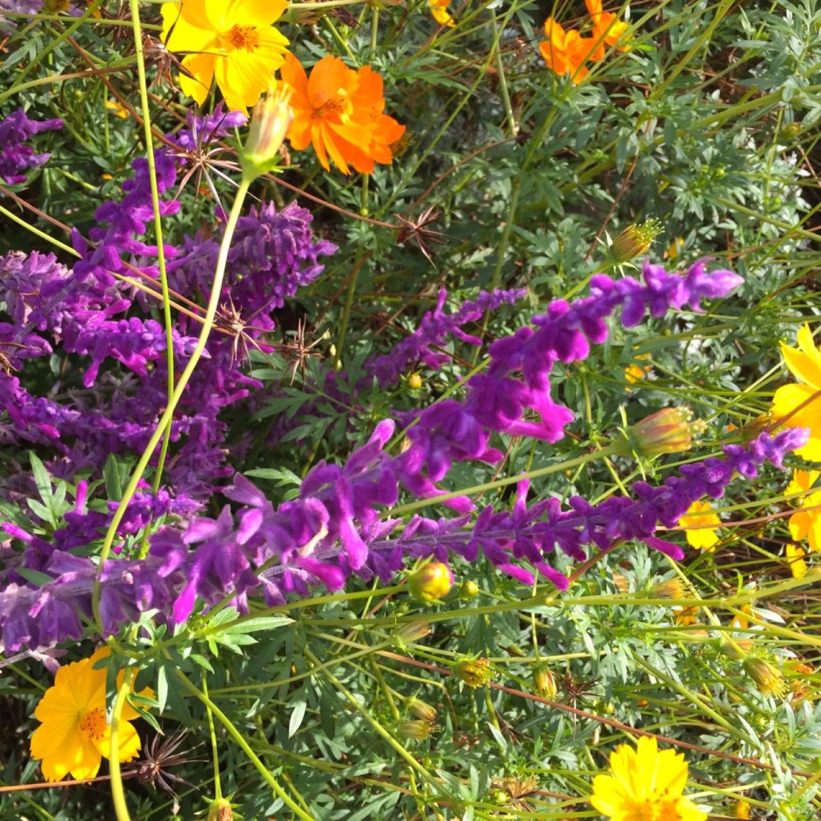 Purple Fuzz I