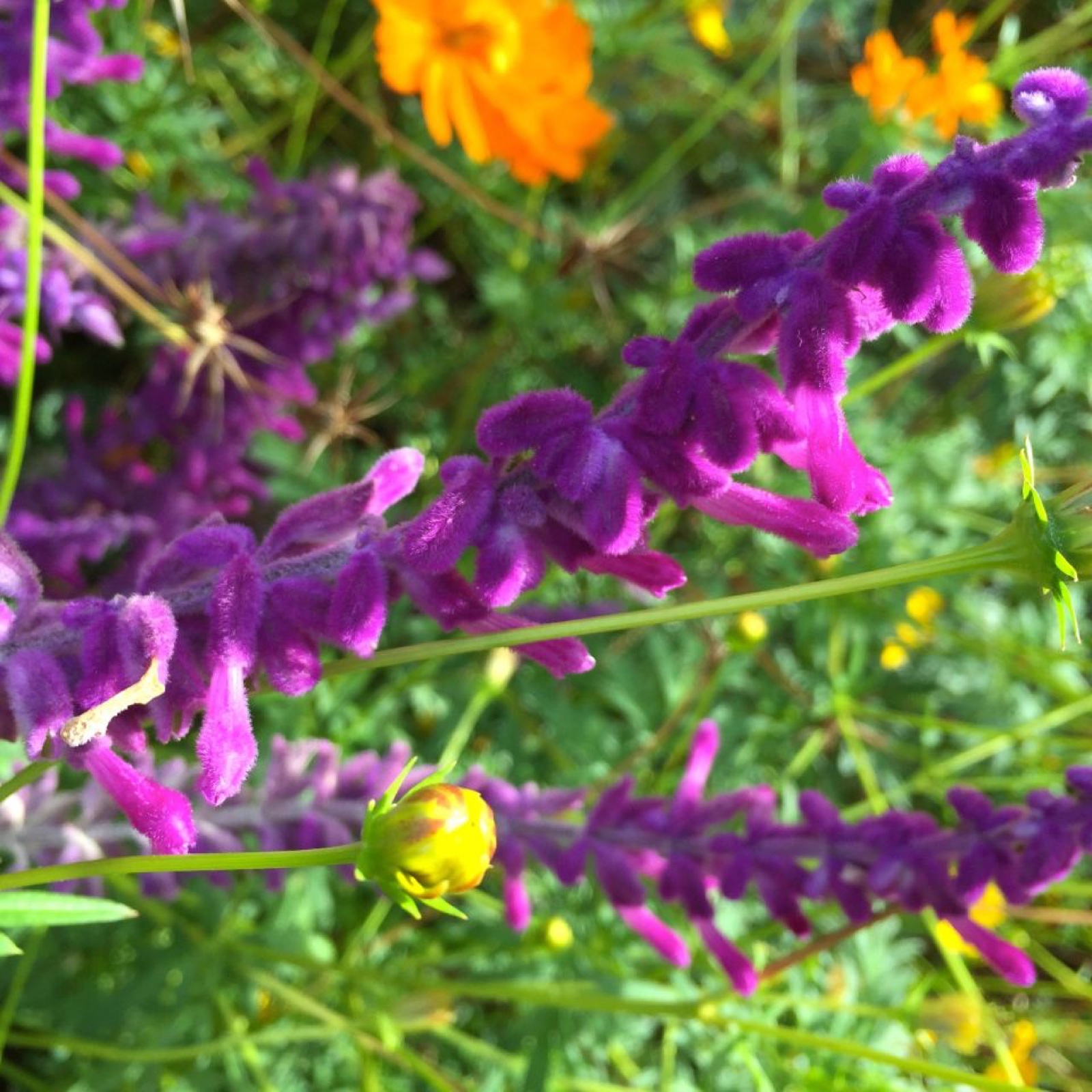 Purple Fuzz II