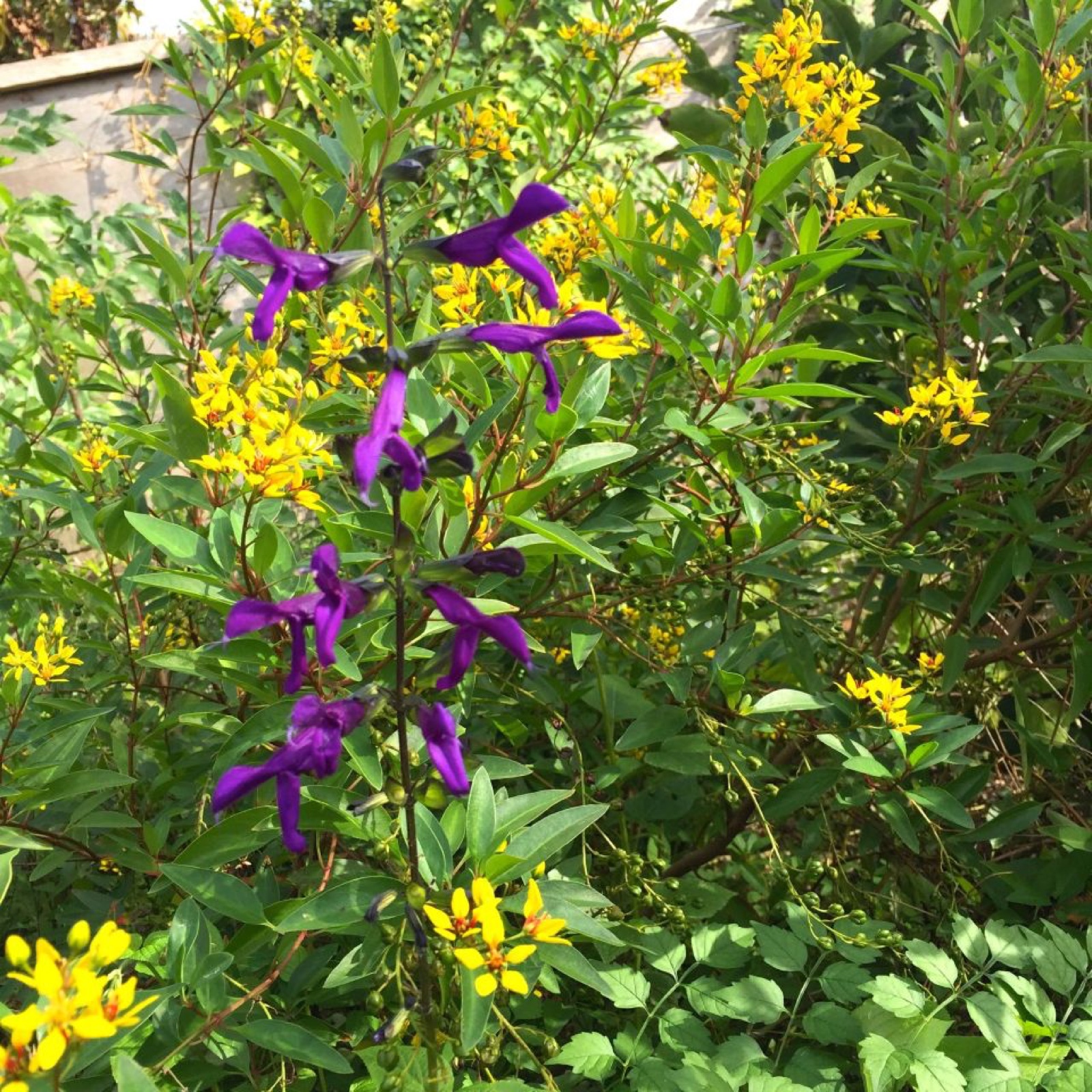 Purple Yellow I