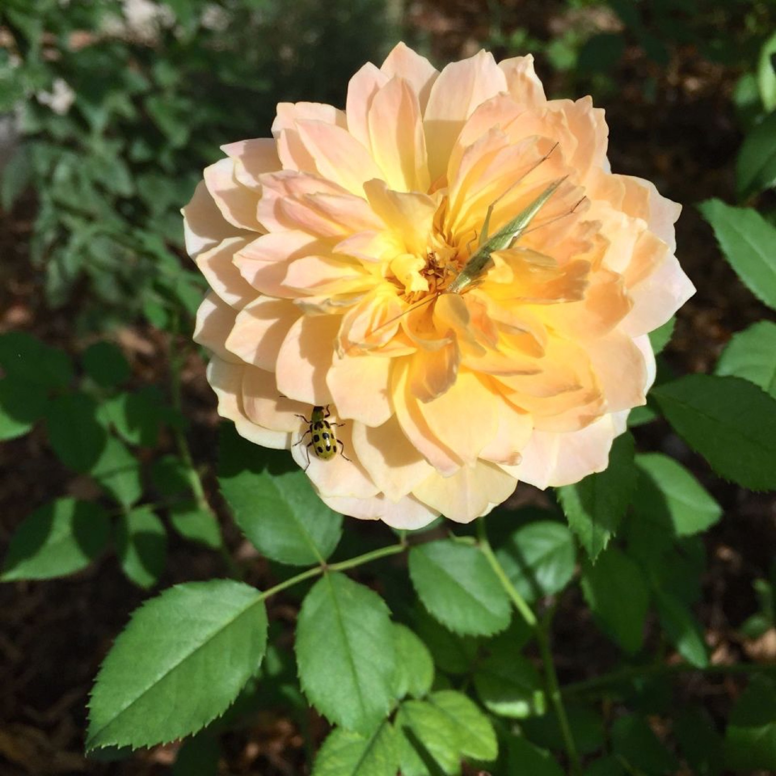 Rose visitor friend or foe