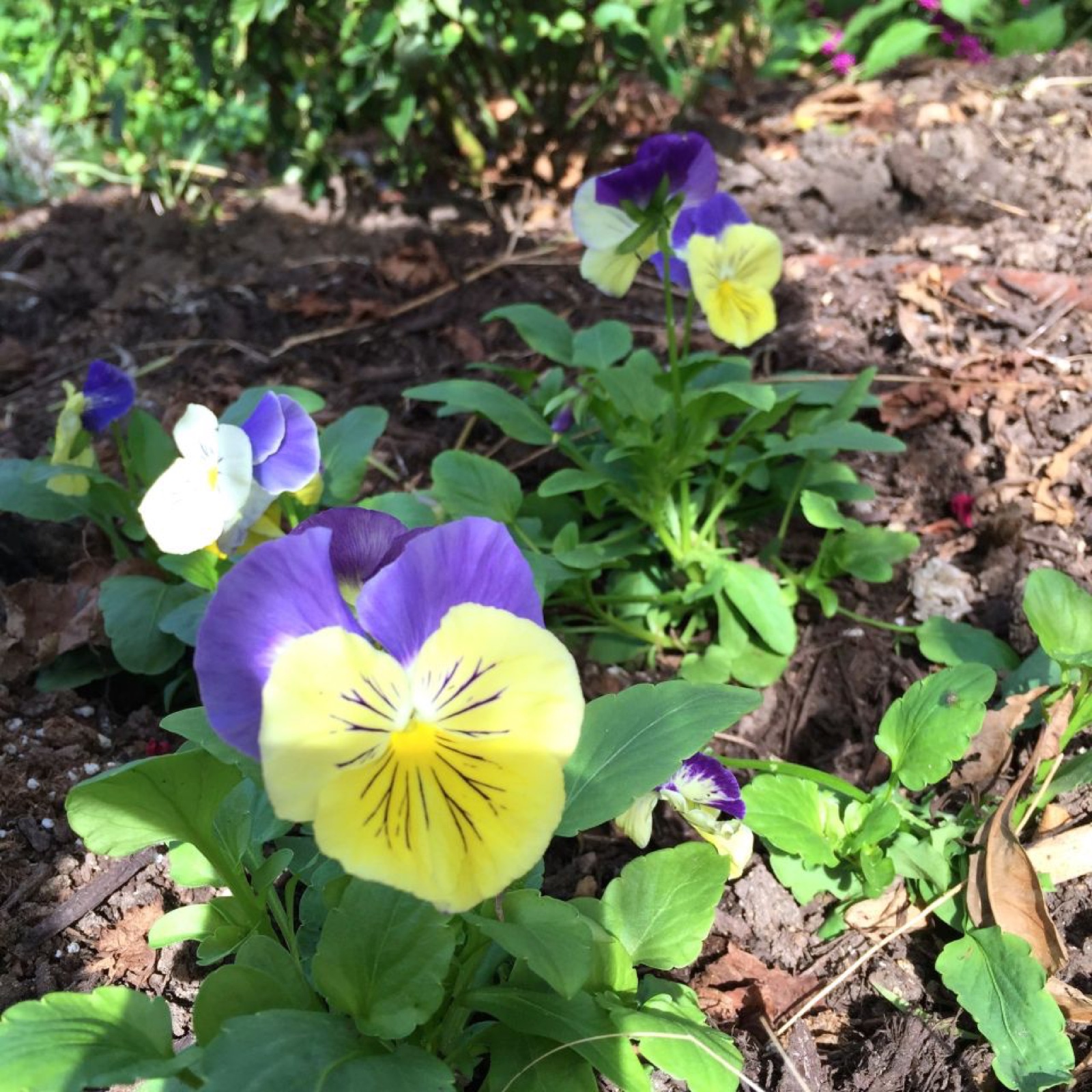 Shade pansy