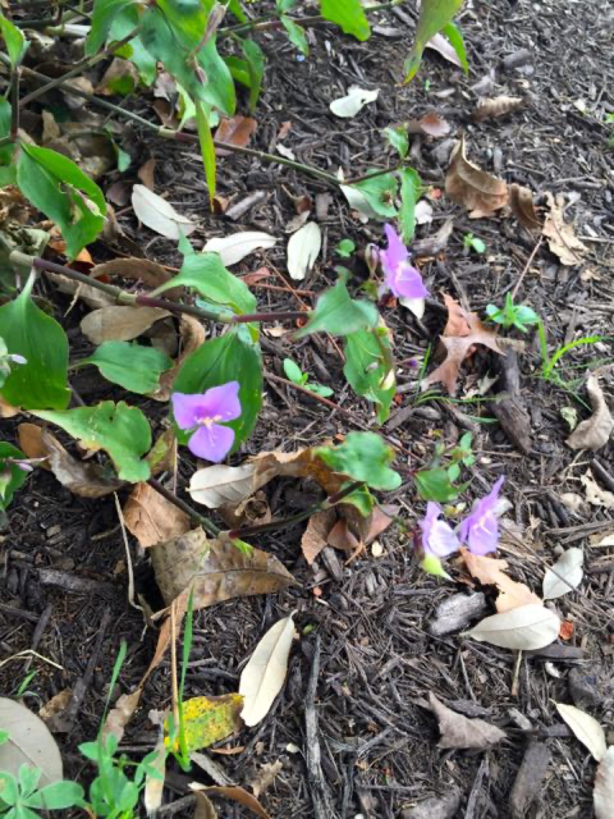 December color V