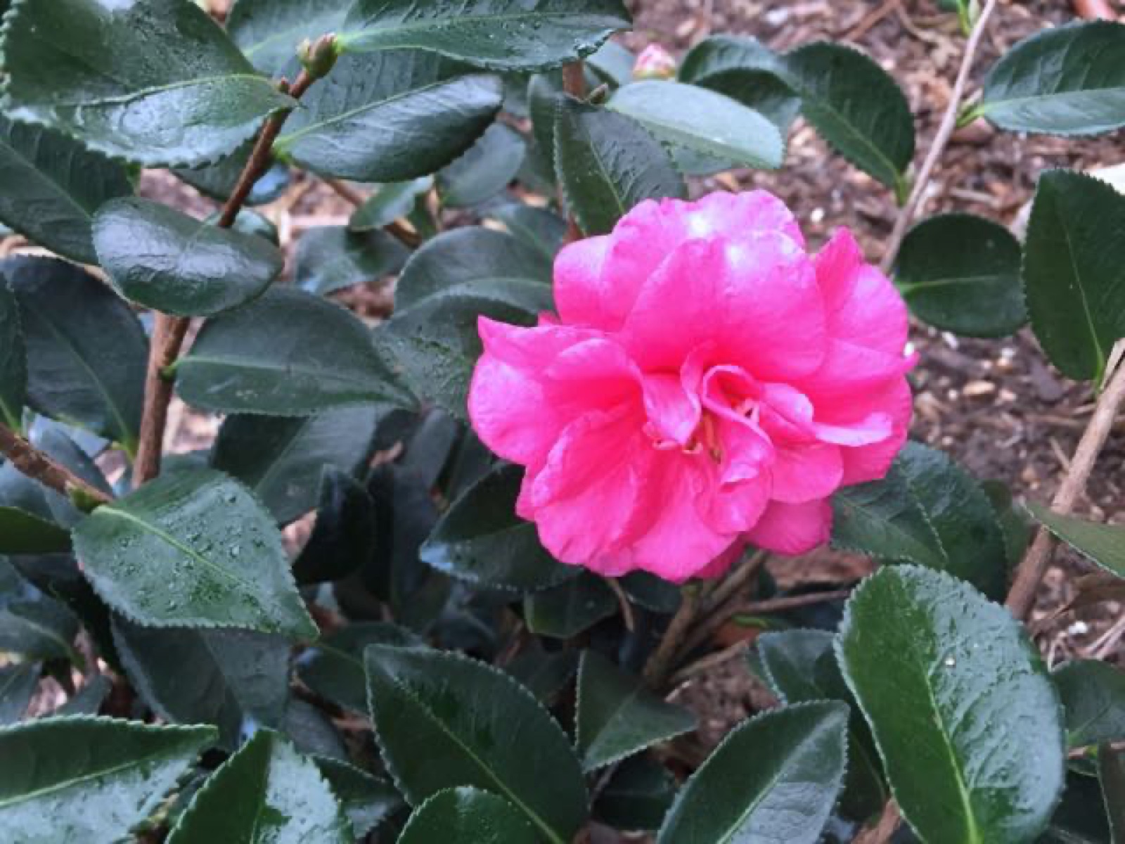 first camellia bloom