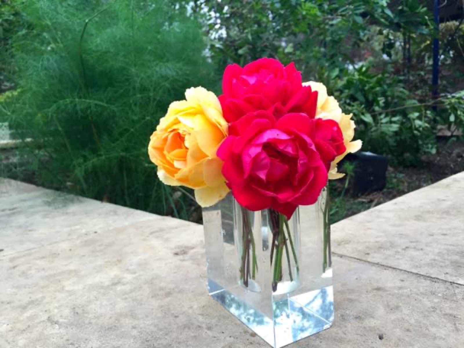 pink yellow rose II