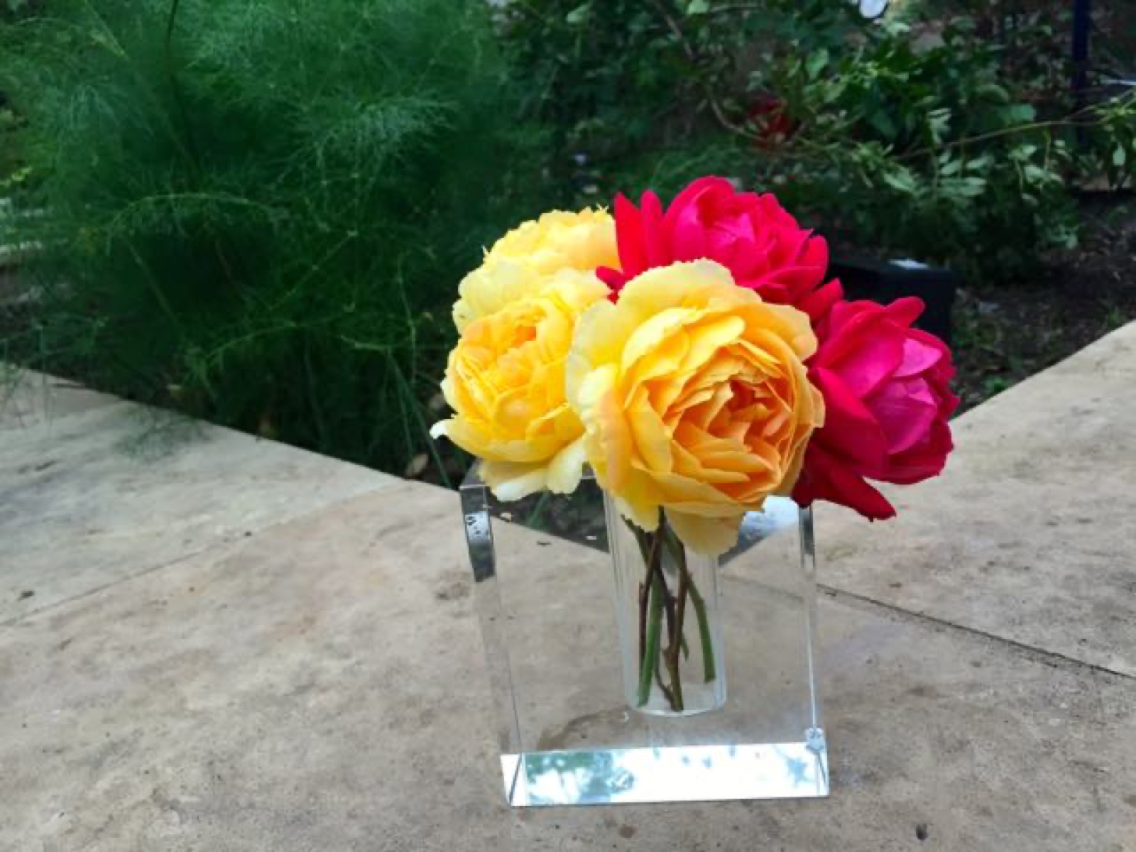 pink yellow rose III