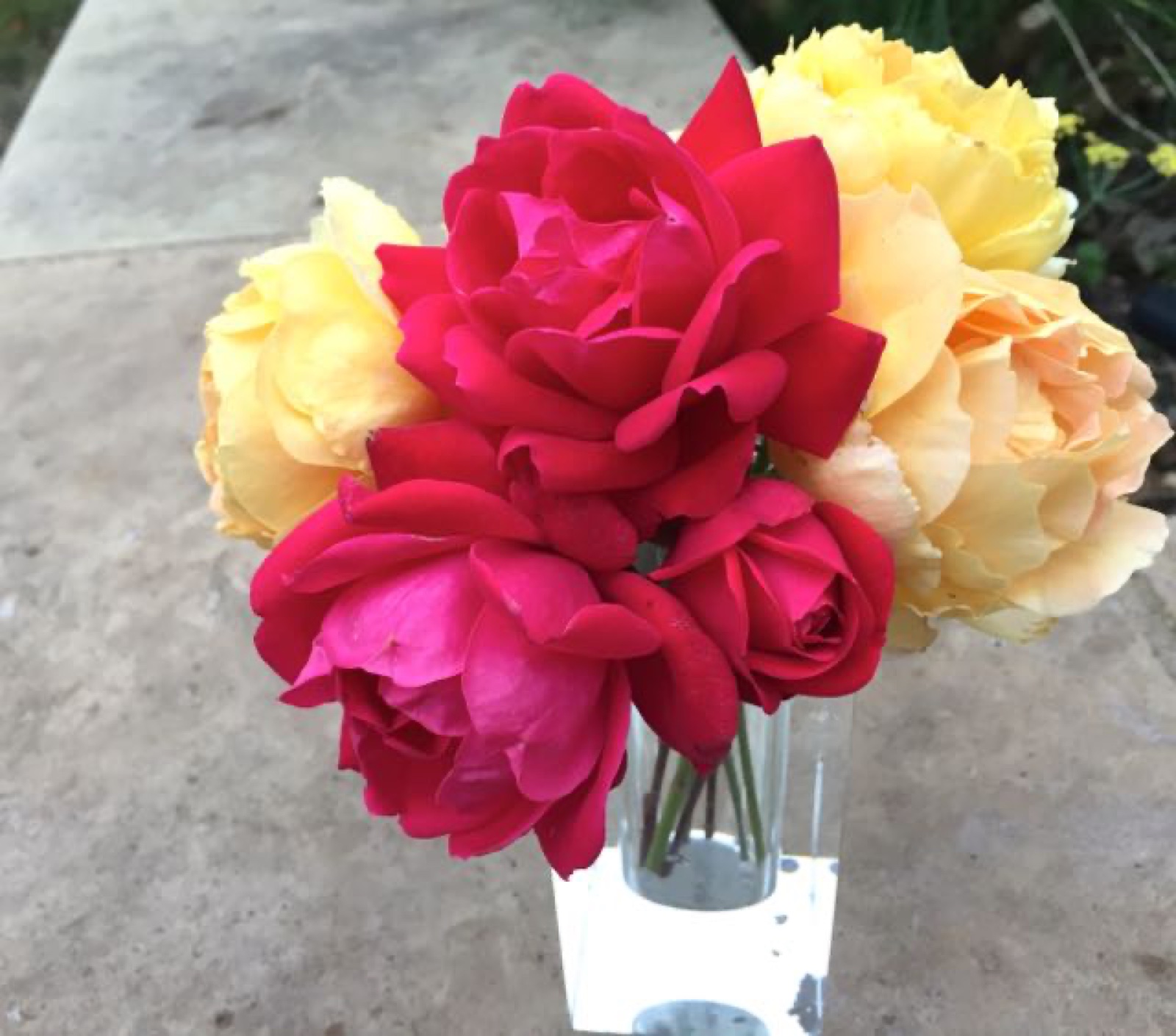 pink yellow rose