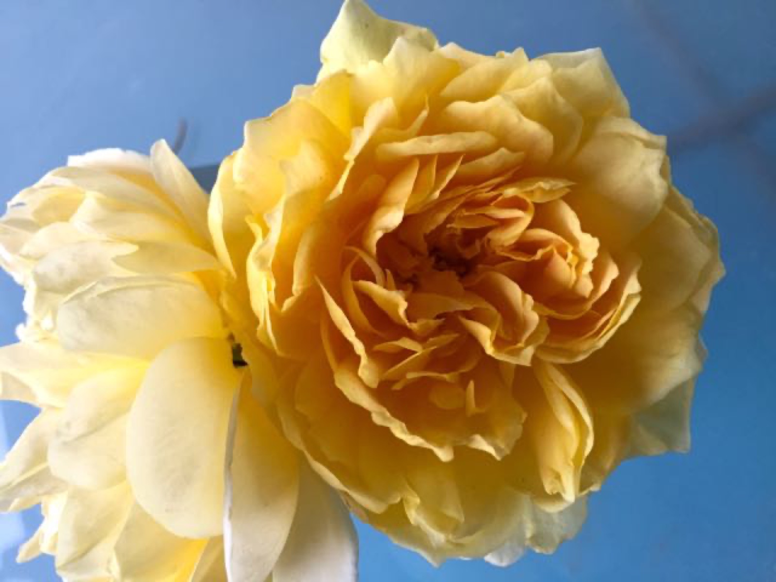 Yellow rose blue background