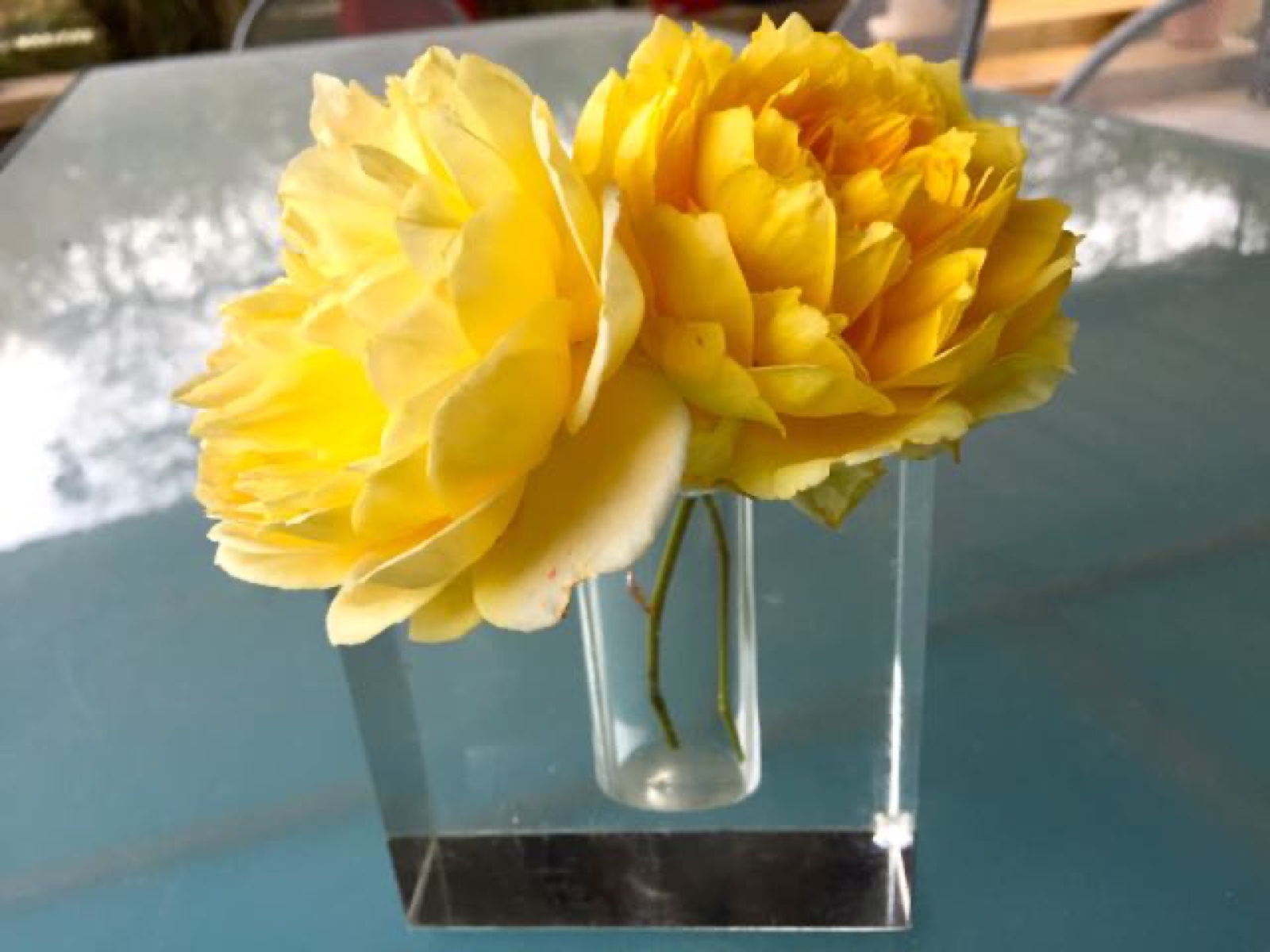 Yellow rose vase